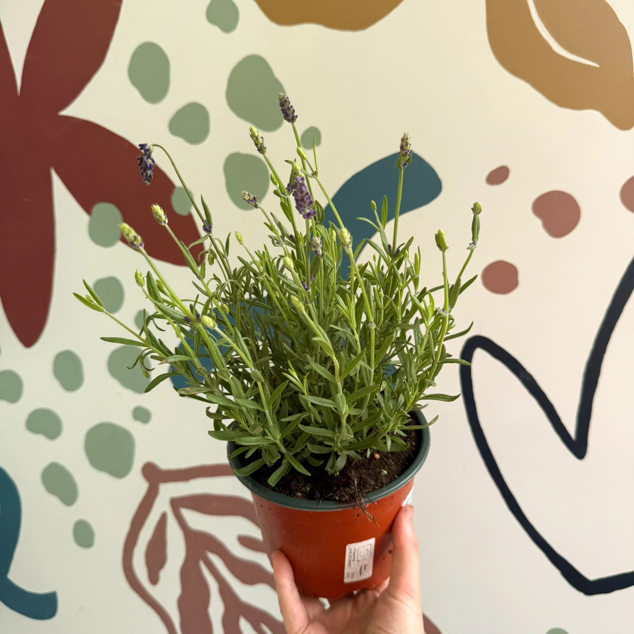 Lavandula angustifolia 'Avignon Blue' - English Lavender