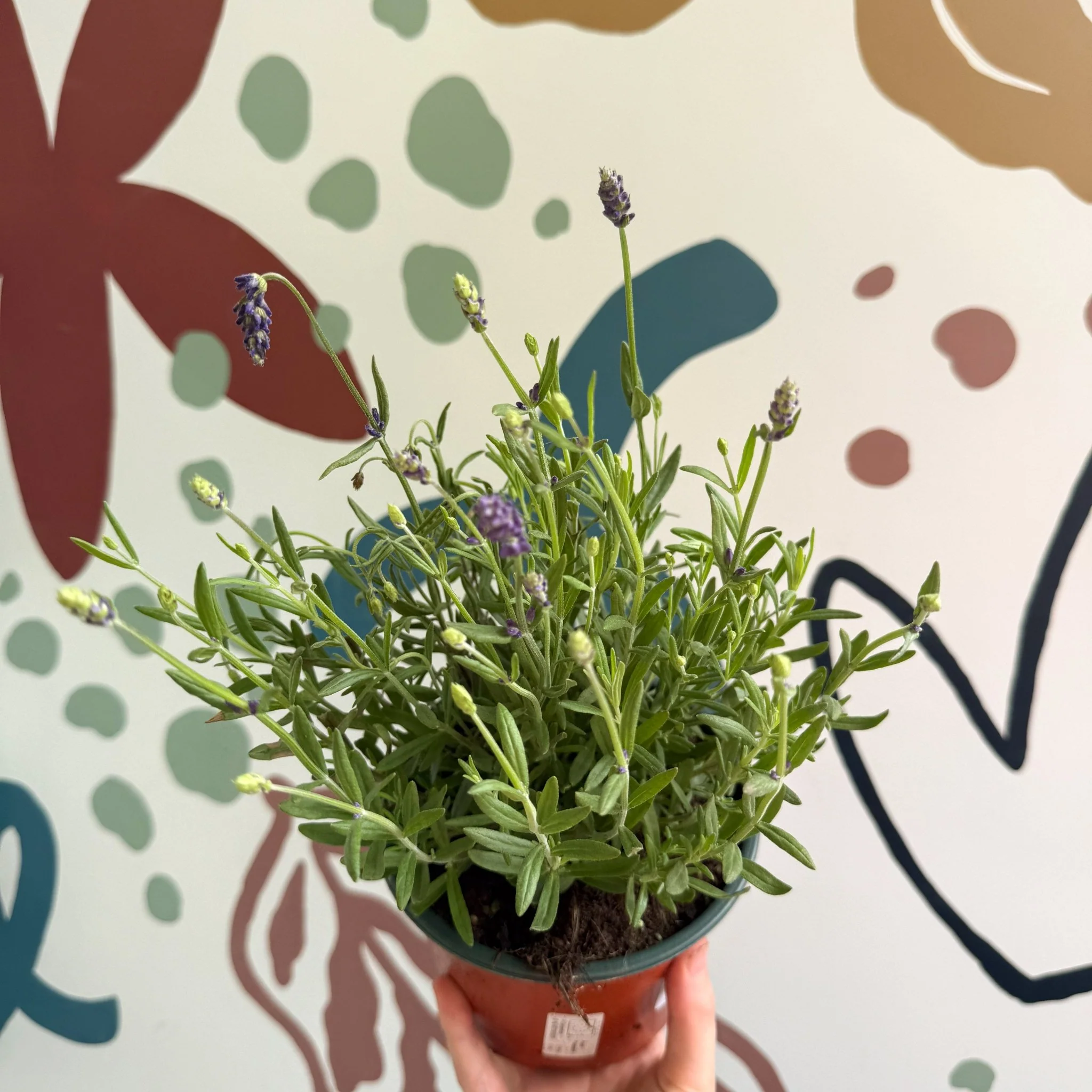 Lavandula angustifolia 'Avignon Blue' - English Lavender - Image 3