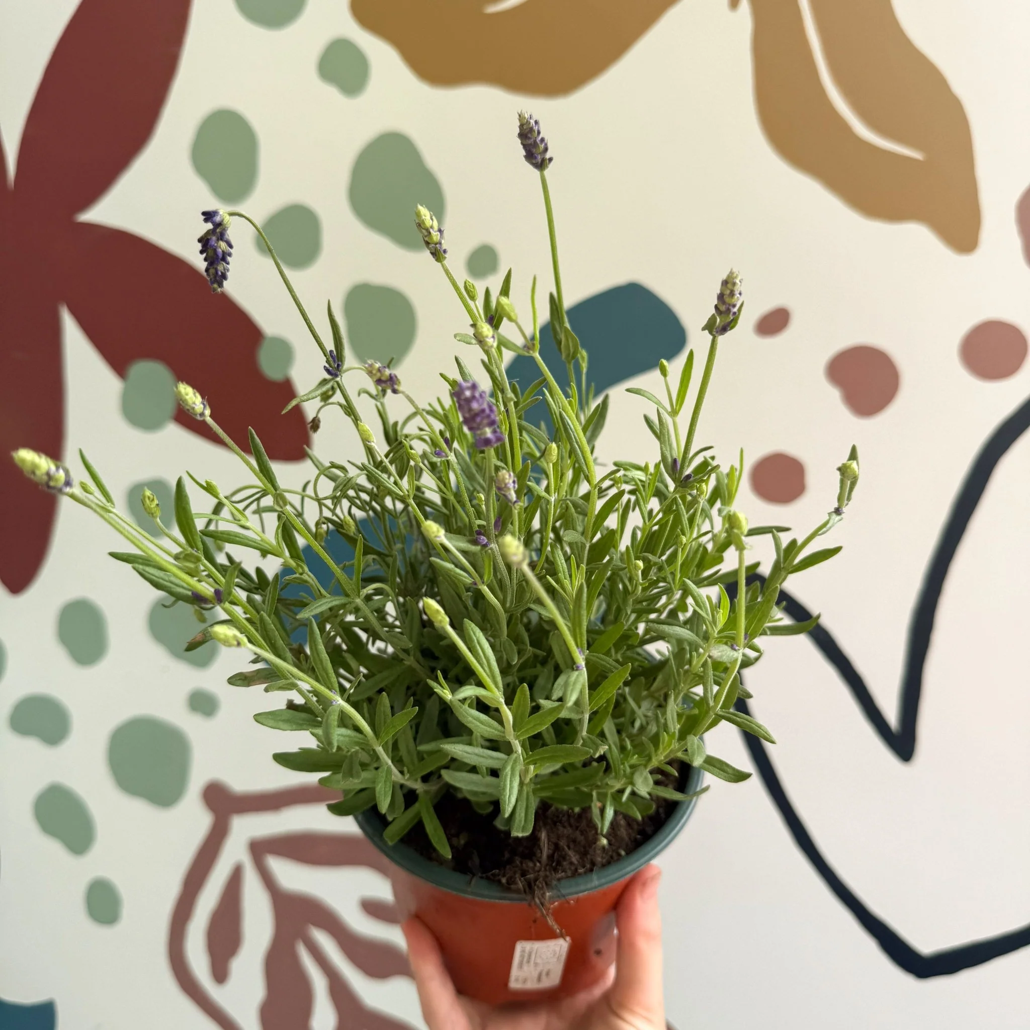 Lavandula angustifolia 'Avignon Blue' - English Lavender - Image 7