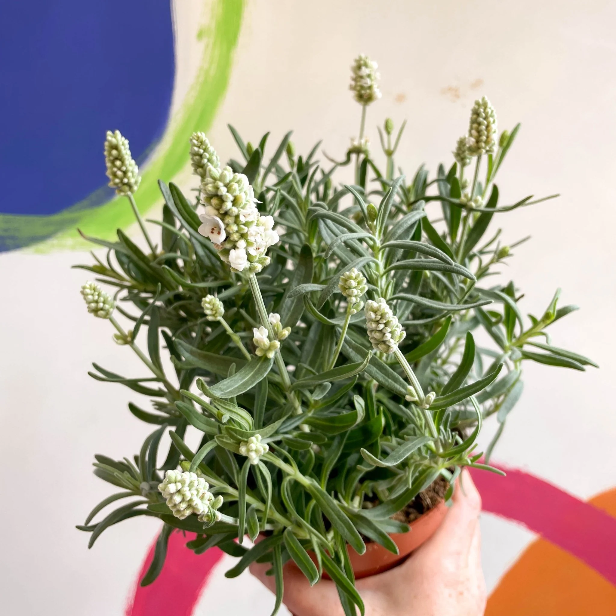 Lavandula angustifolia ‘Ellagance Ice’ - White English Lavender - Image 11