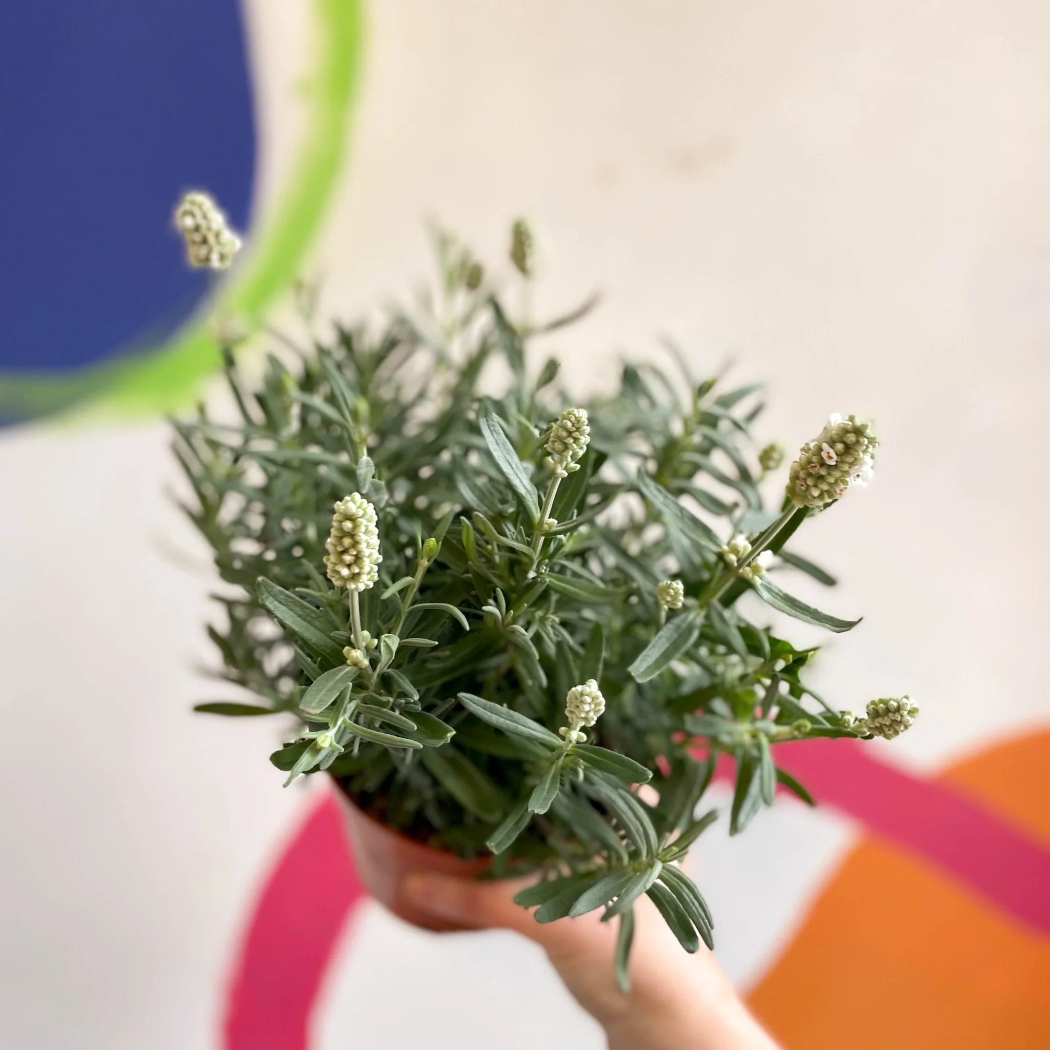 Lavandula angustifolia ‘Ellagance Ice’ - White English Lavender - Image 2