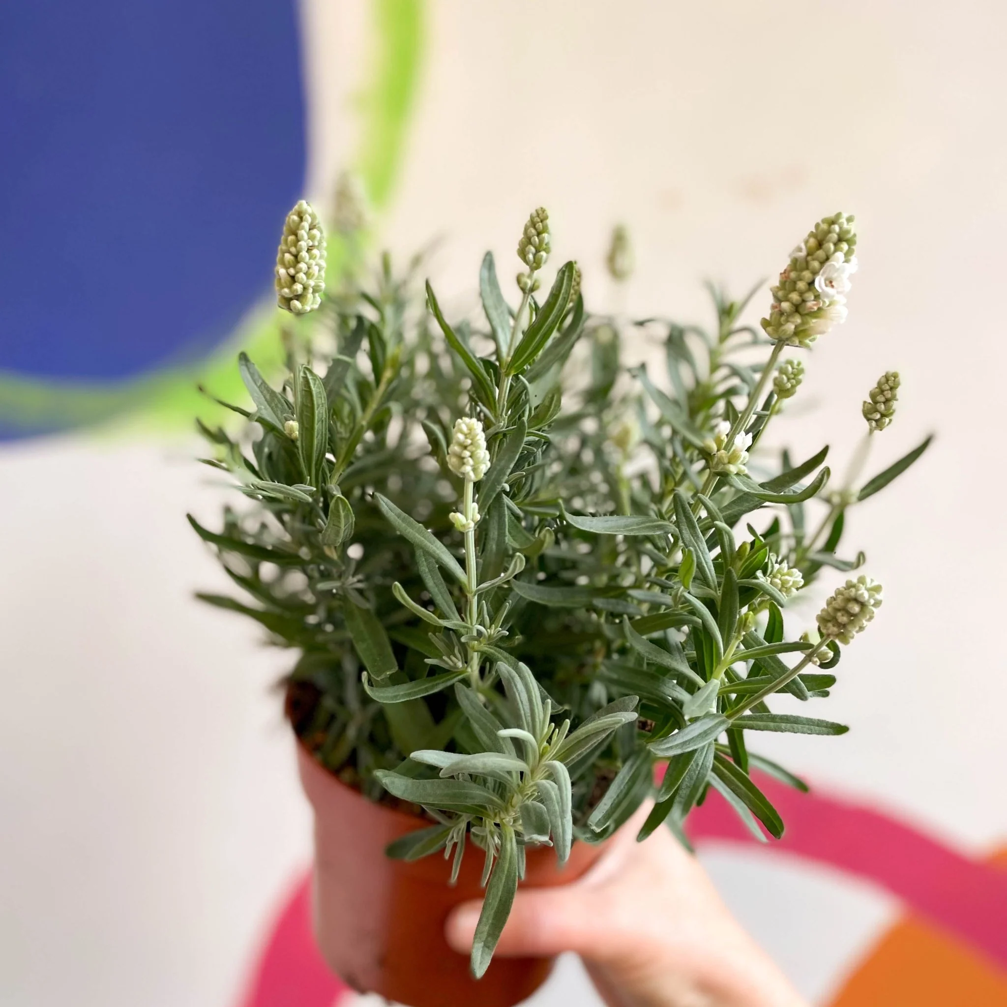 Lavandula angustifolia ‘Ellagance Ice’ - White English Lavender - Image 4