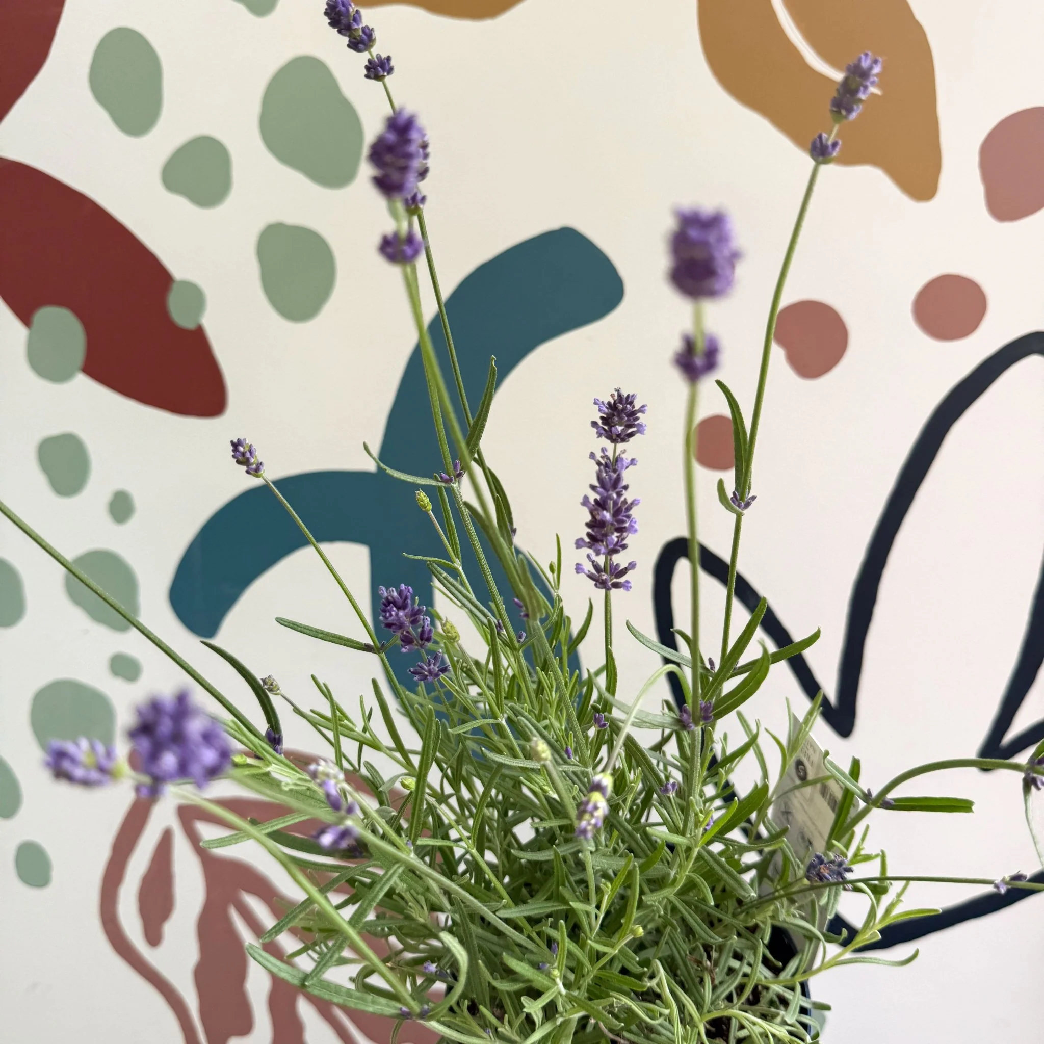 Lavandula angustifolia 'Felice' - English Lavender