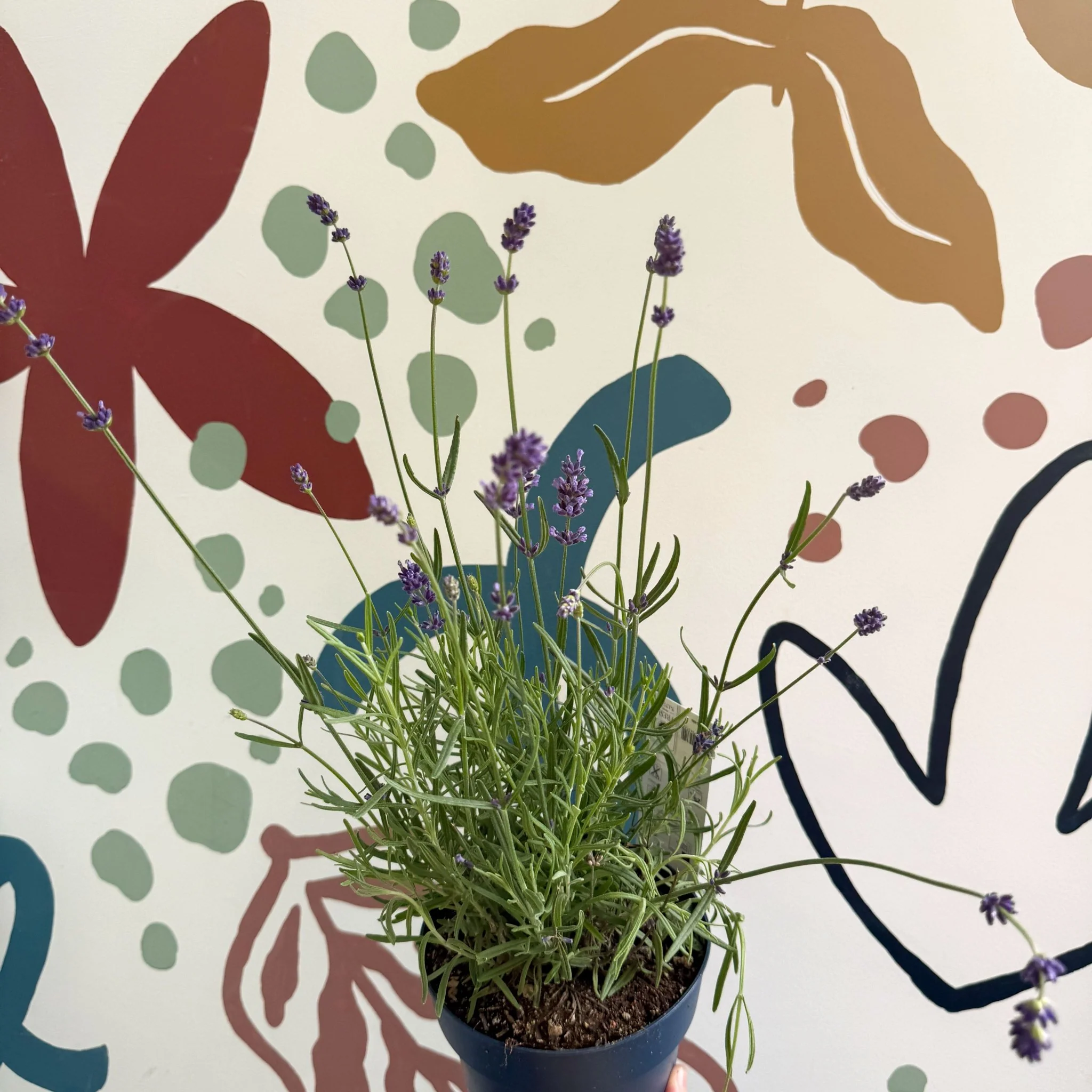 Lavandula angustifolia 'Felice' - English Lavender - Image 11