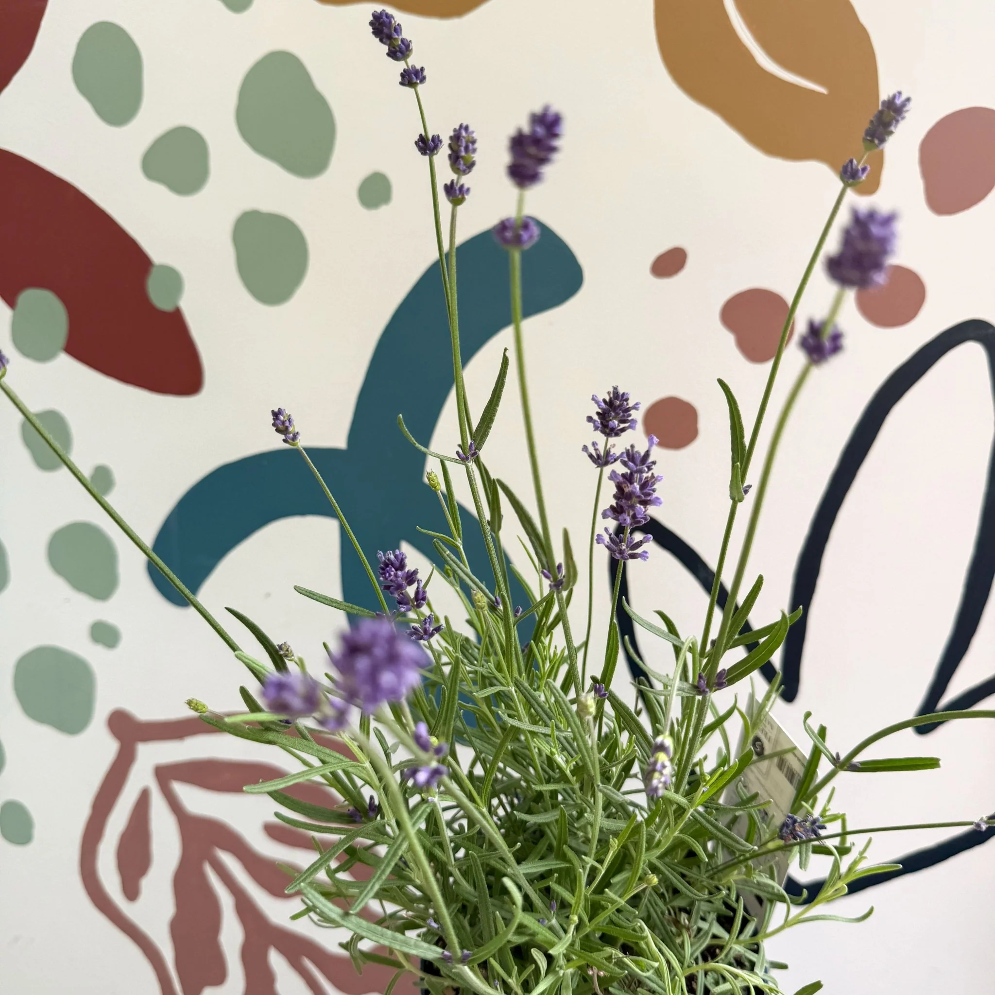 Lavandula angustifolia 'Felice' - English Lavender - Image 3
