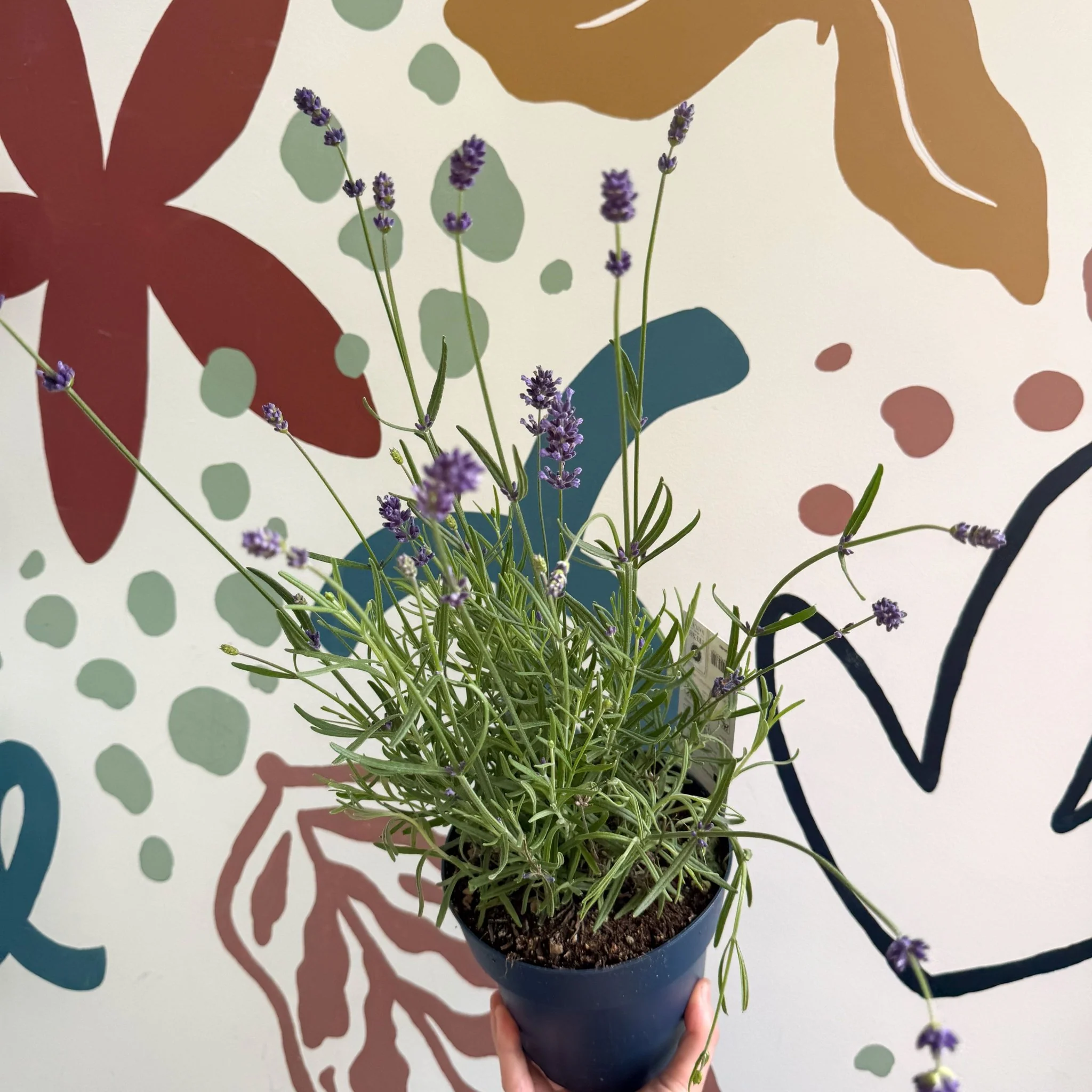 Lavandula angustifolia 'Felice' - English Lavender - Image 4