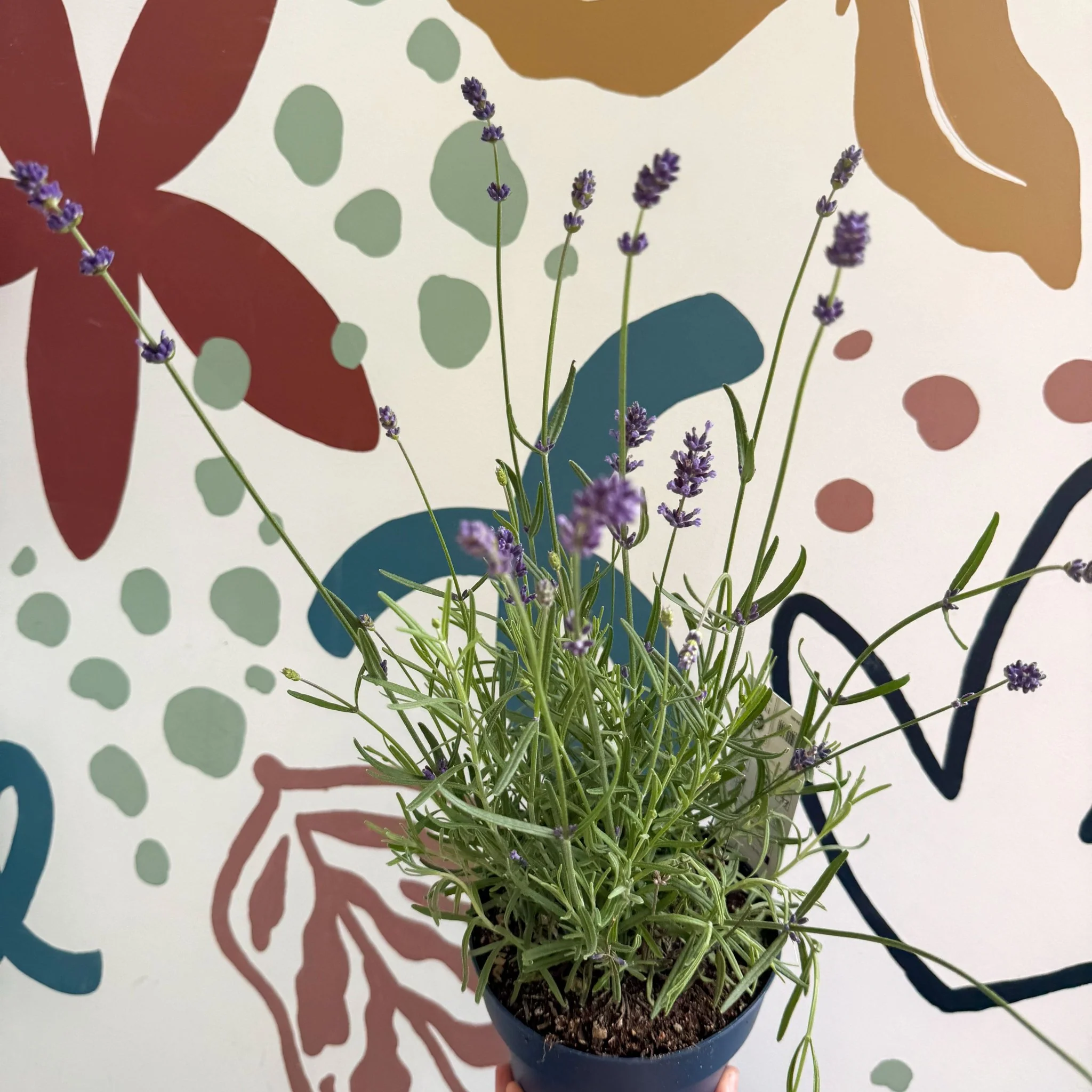Lavandula angustifolia 'Felice' - English Lavender - Image 5