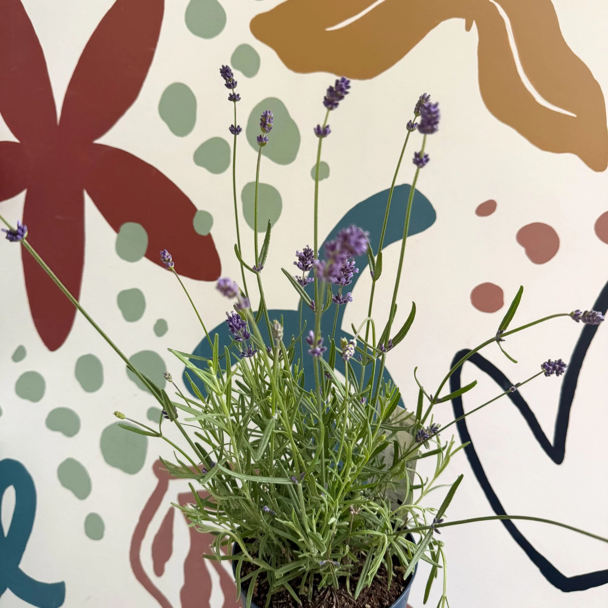 Lavandula angustifolia 'Felice' - English Lavender - Image 7