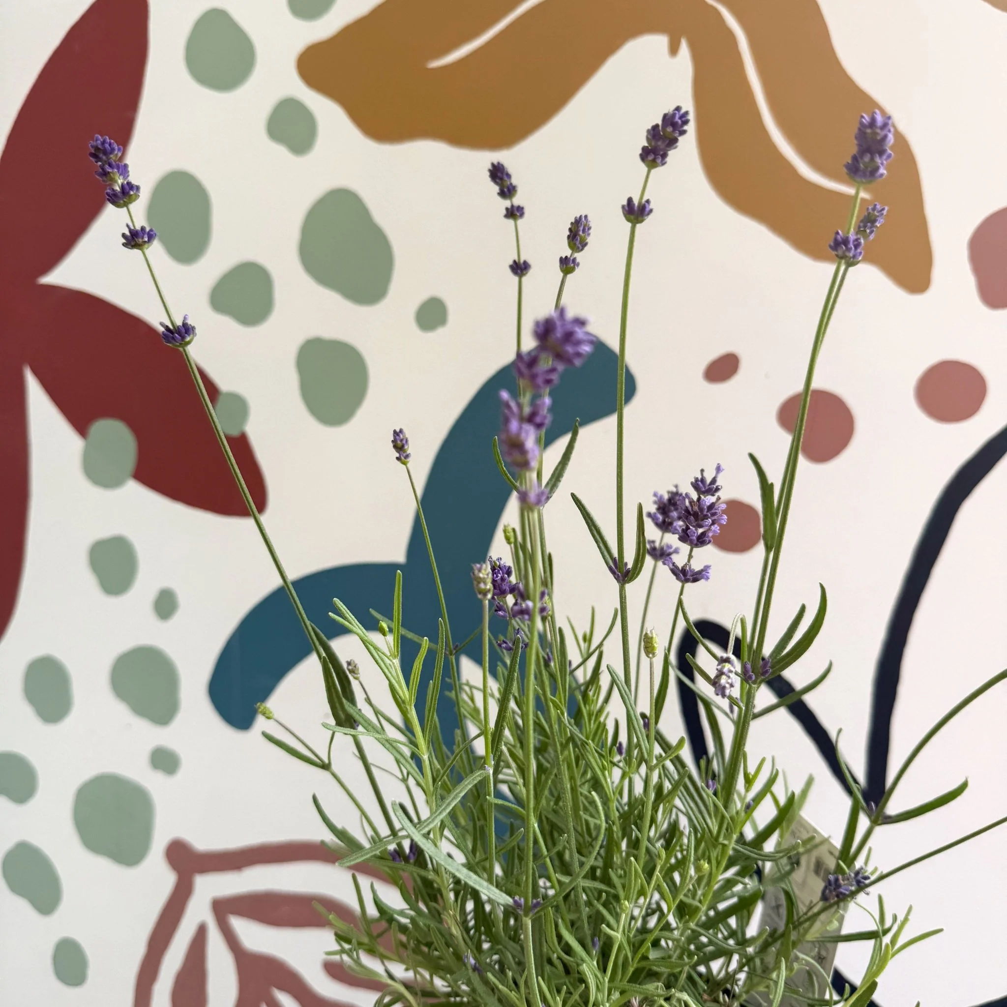 Lavandula angustifolia 'Felice' - English Lavender - Image 8