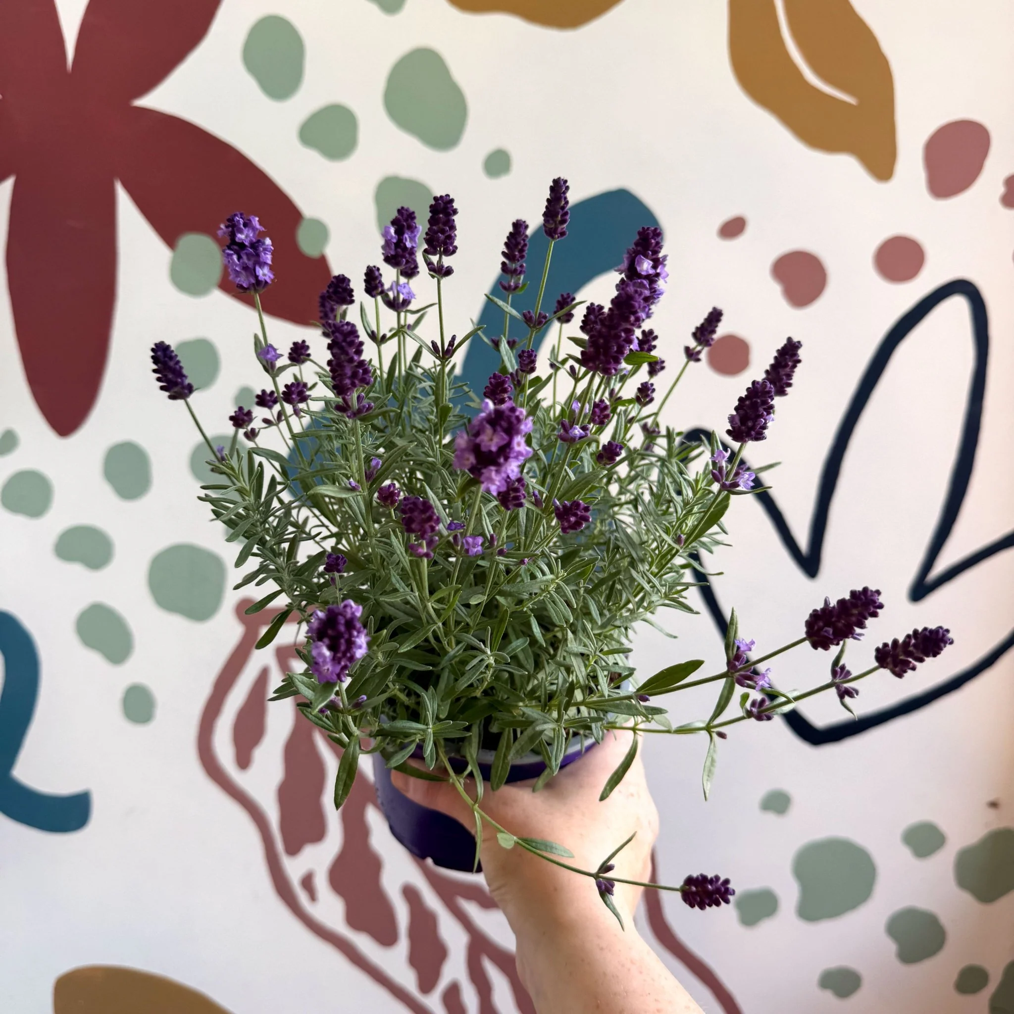 Lavandula angustifolia 'Valence Deep Violet' - English Lavender