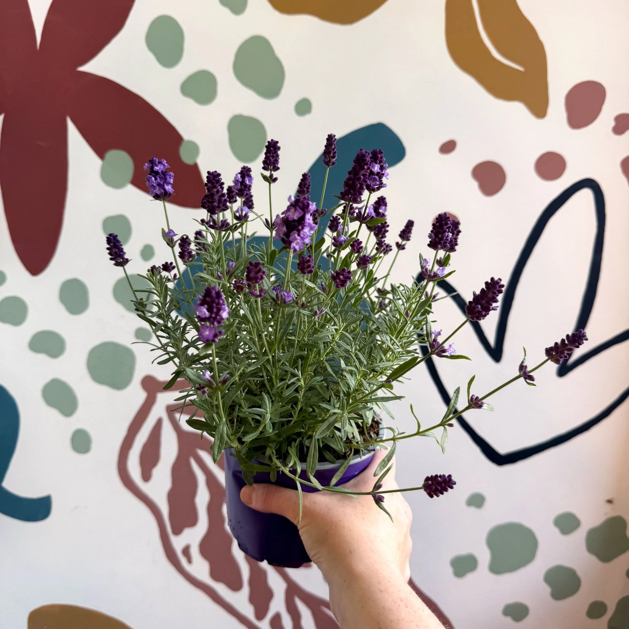 Lavandula angustifolia 'Valence Deep Violet' - English Lavender - Image 10