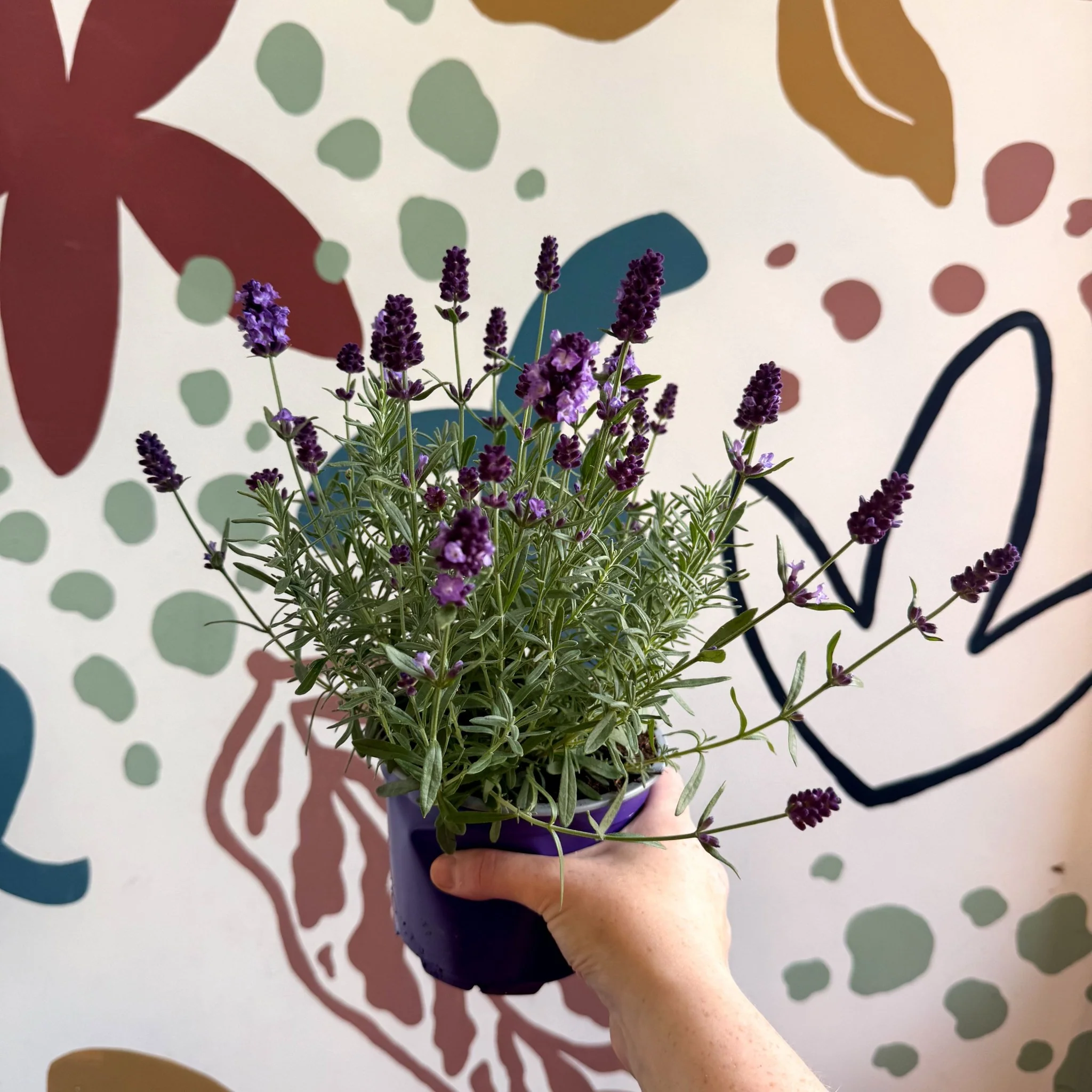 Lavandula angustifolia 'Valence Deep Violet' - English Lavender - Image 11