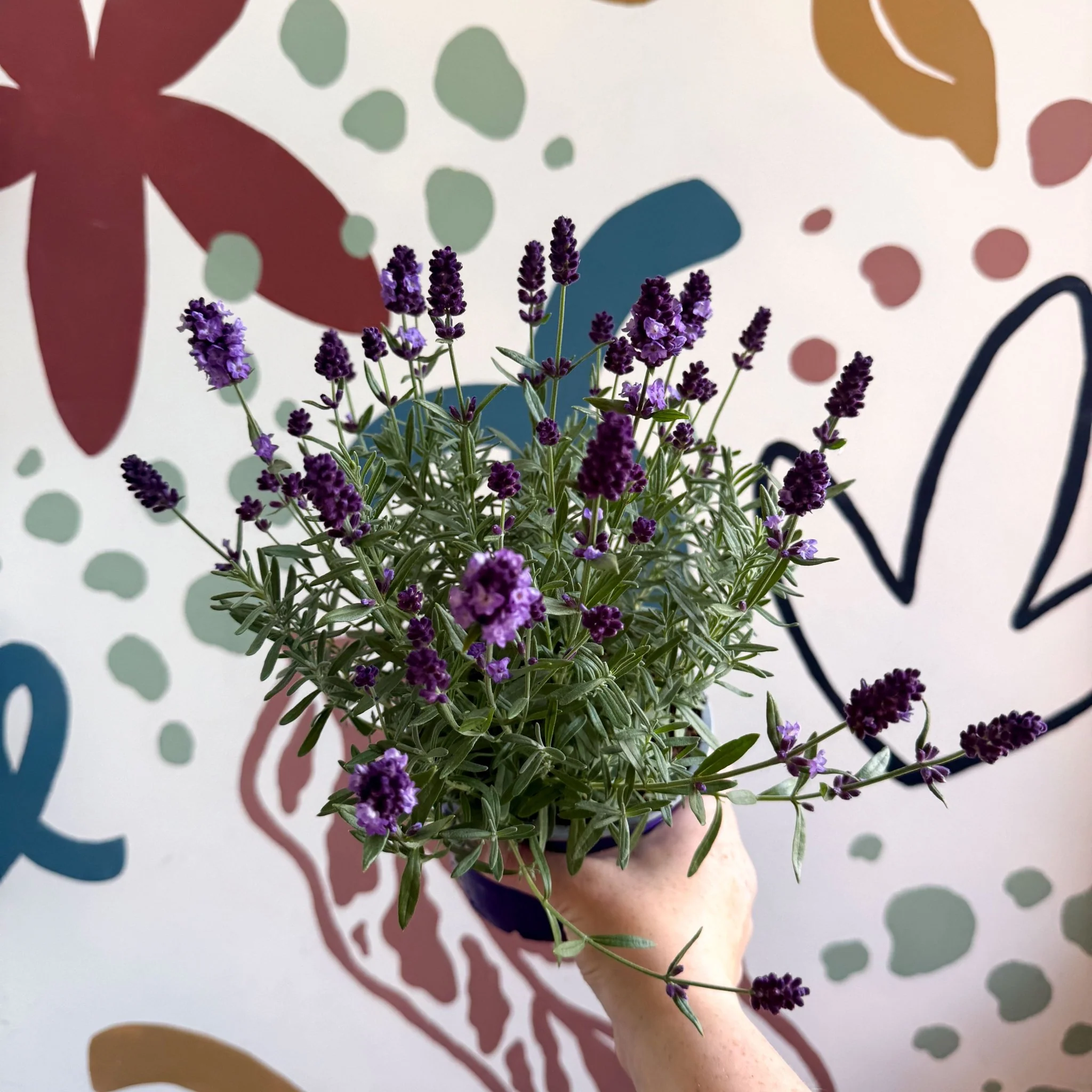 Lavandula angustifolia 'Valence Deep Violet' - English Lavender - Image 12