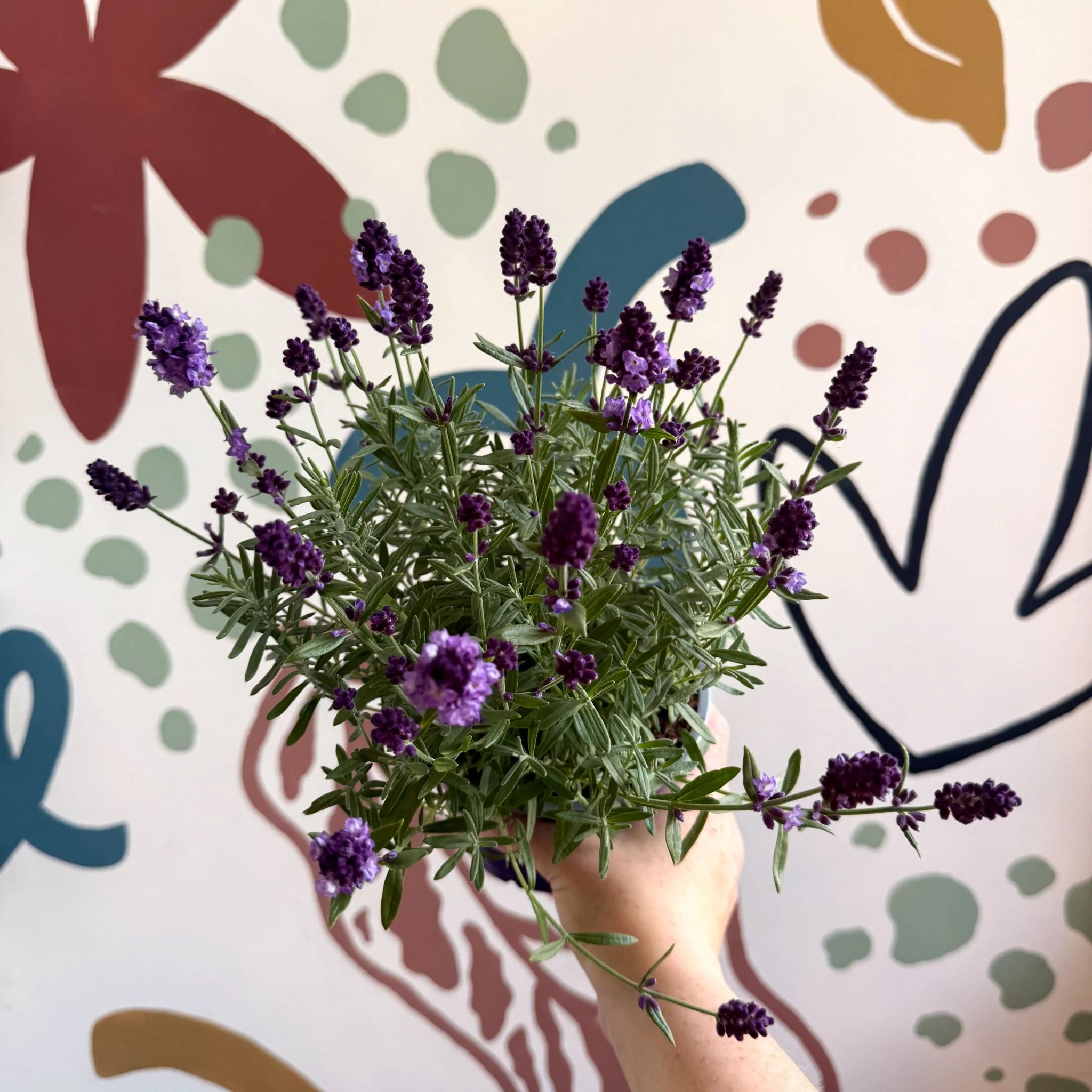 Lavandula angustifolia 'Valence Deep Violet' - English Lavender - Image 2