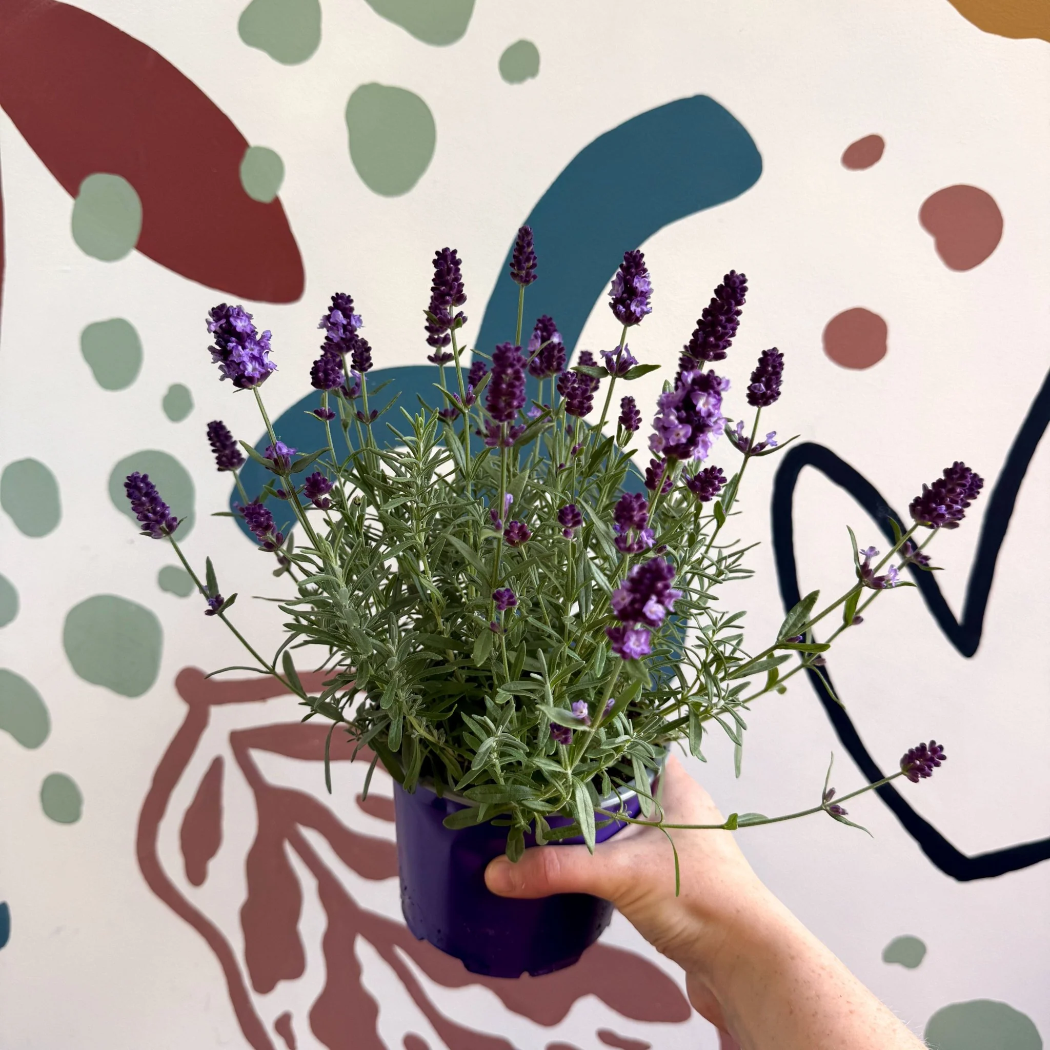Lavandula angustifolia 'Valence Deep Violet' - English Lavender - Image 4