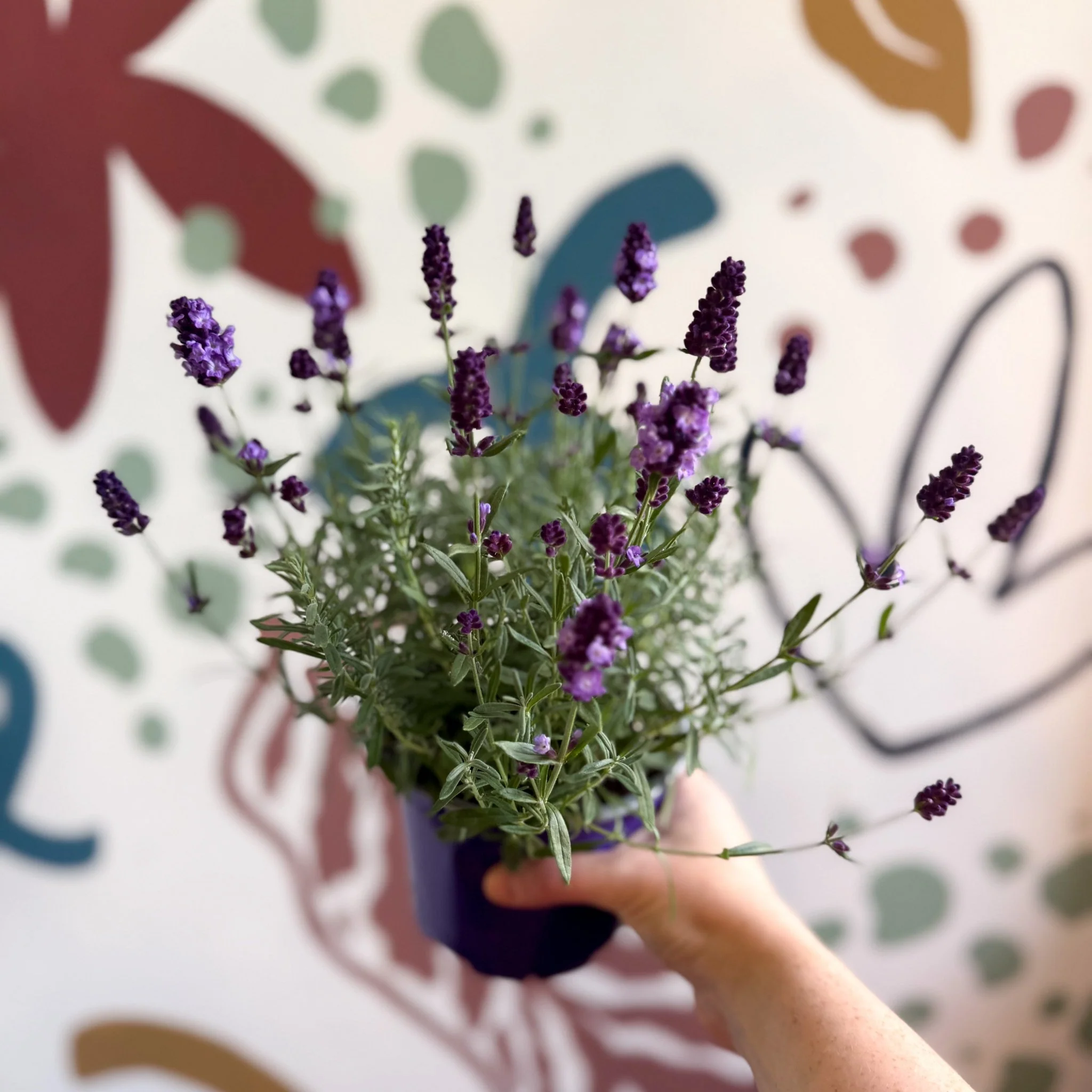 Lavandula angustifolia 'Valence Deep Violet' - English Lavender - Image 5