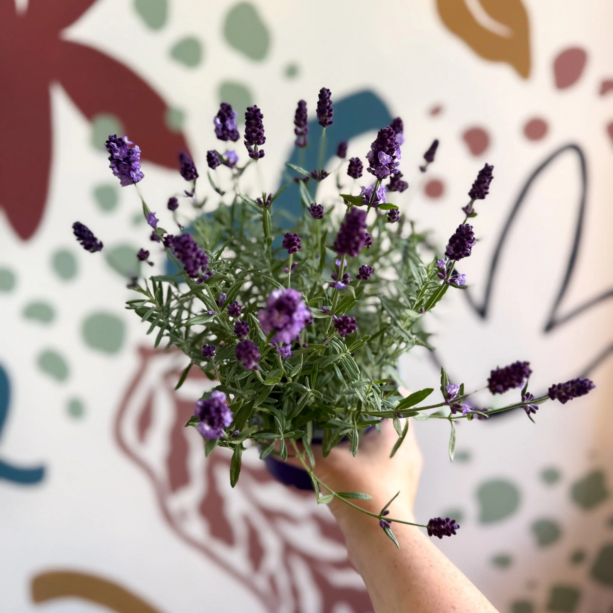 Lavandula angustifolia 'Valence Deep Violet' - English Lavender - Image 6