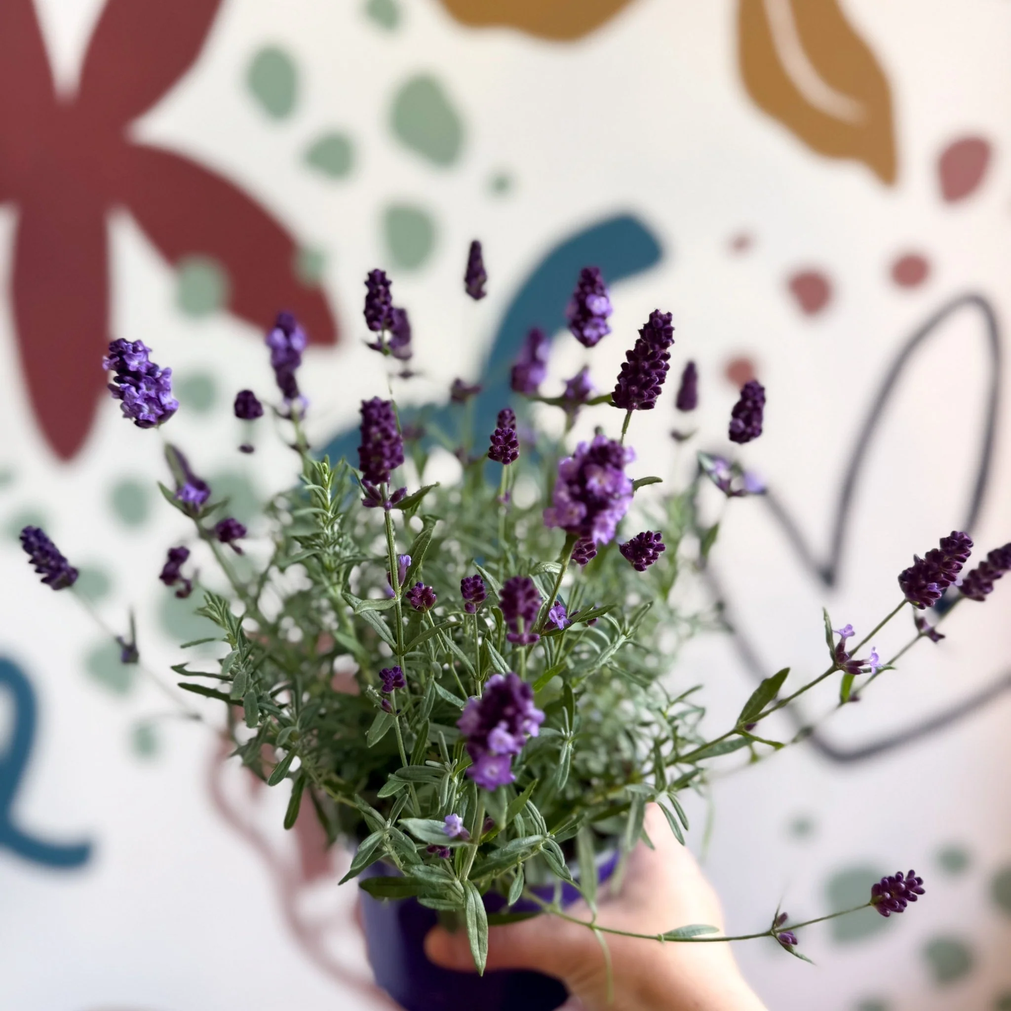 Lavandula angustifolia 'Valence Deep Violet' - English Lavender - Image 7