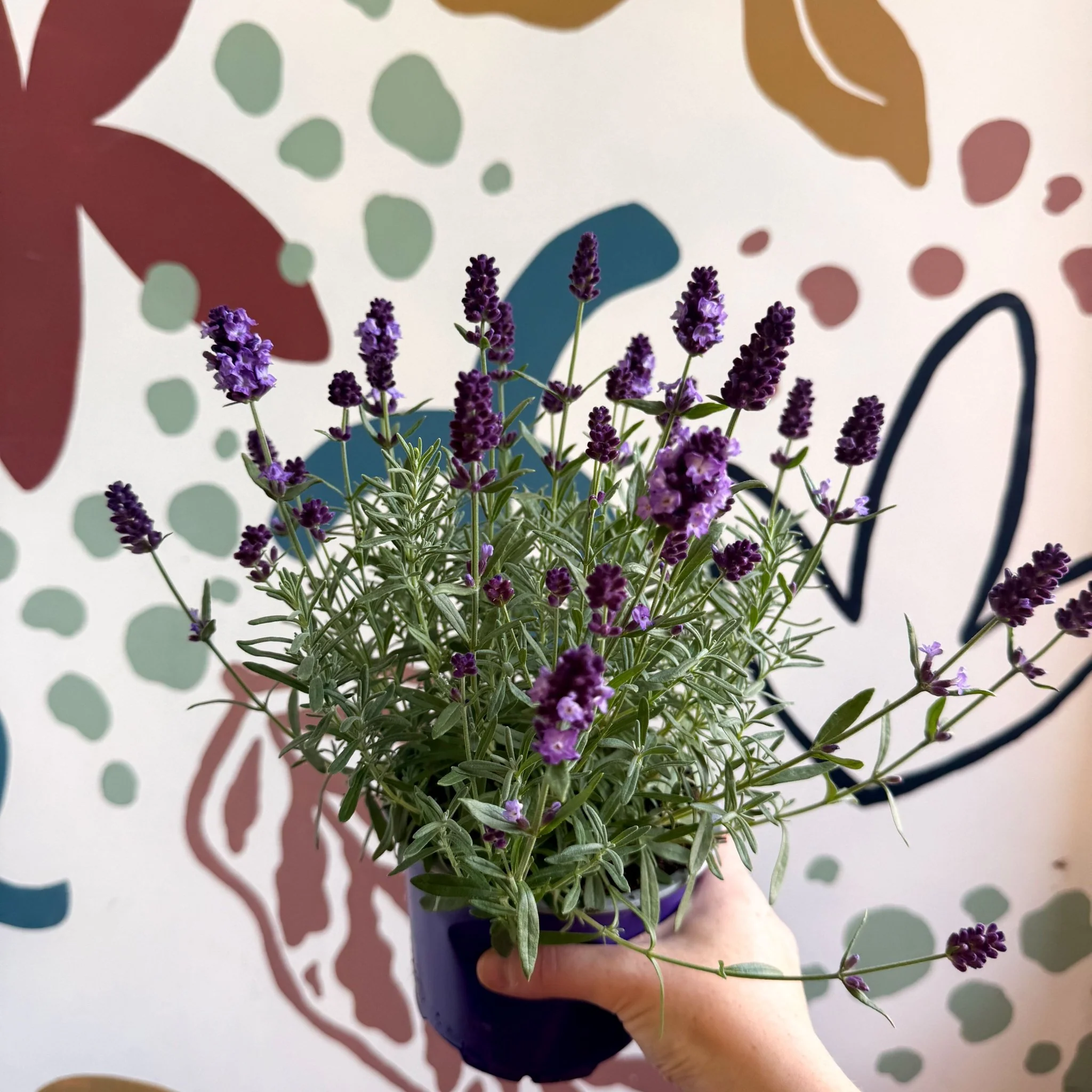 Lavandula angustifolia 'Valence Deep Violet' - English Lavender - Image 8