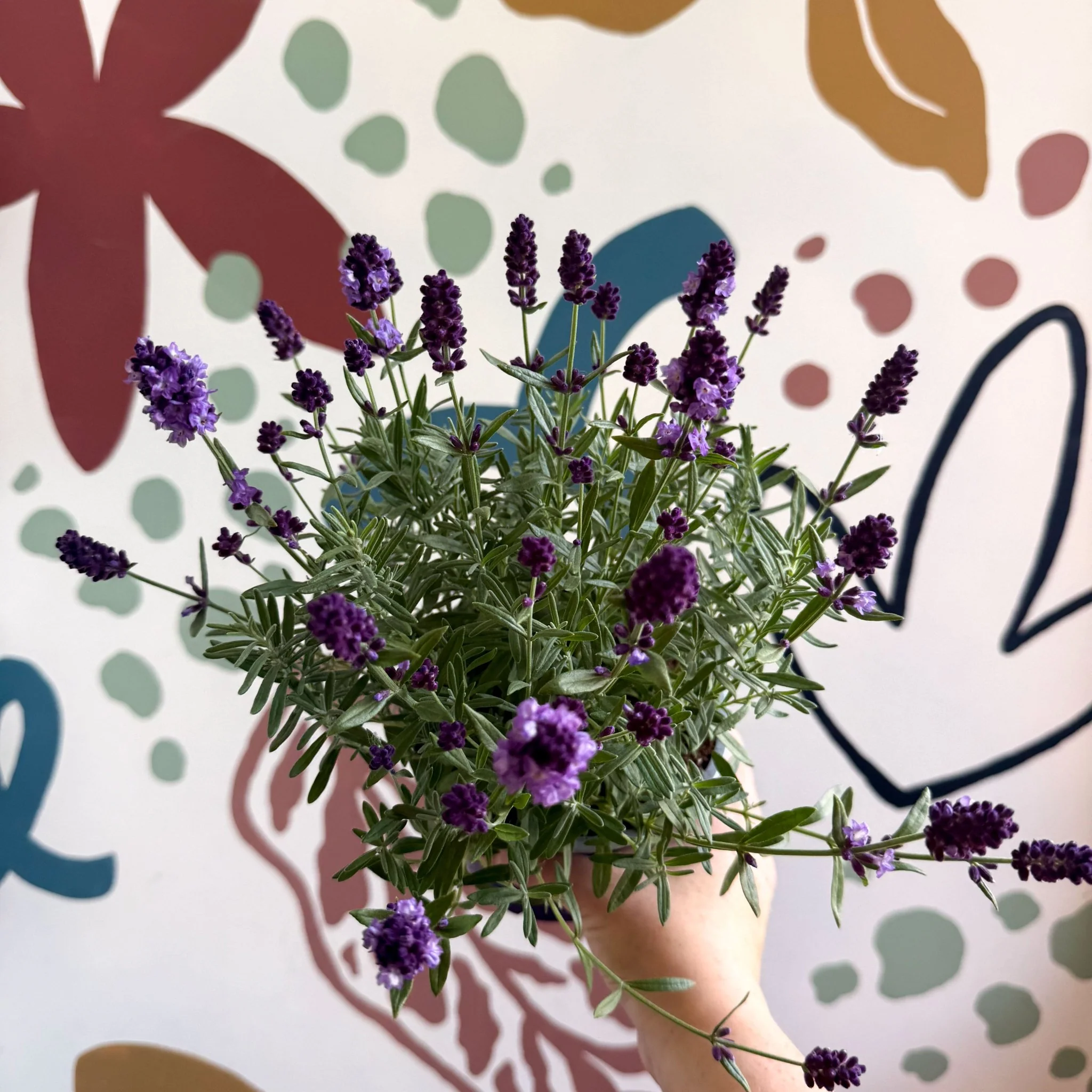 Lavandula angustifolia 'Valence Deep Violet' - English Lavender - Image 9