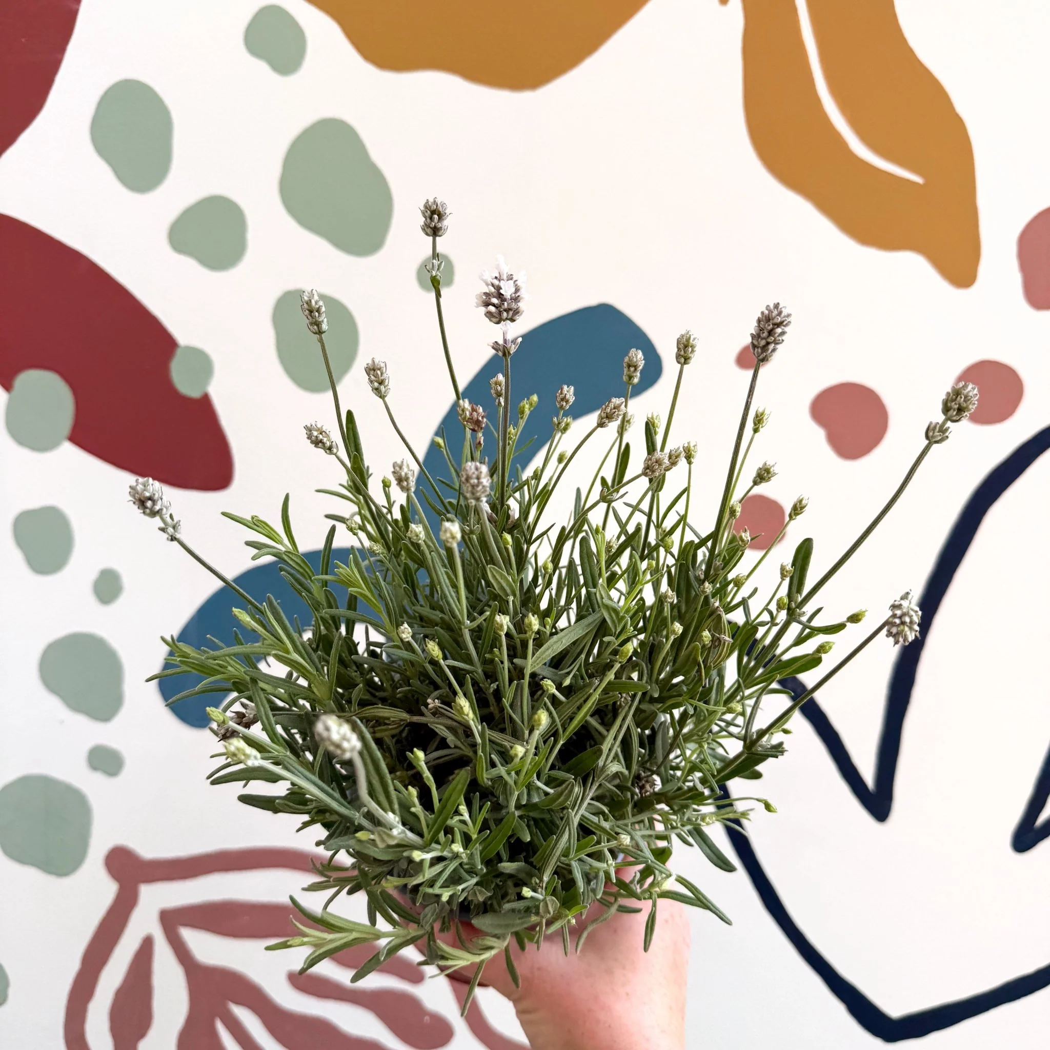 Lavandula angustifolia ‘Vincenza White’ - White English Lavender