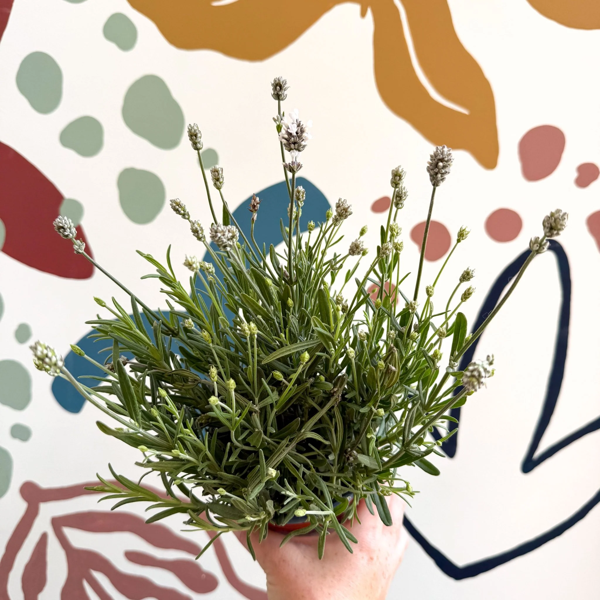 Lavandula angustifolia ‘Vincenza White’ - White English Lavender - Image 10