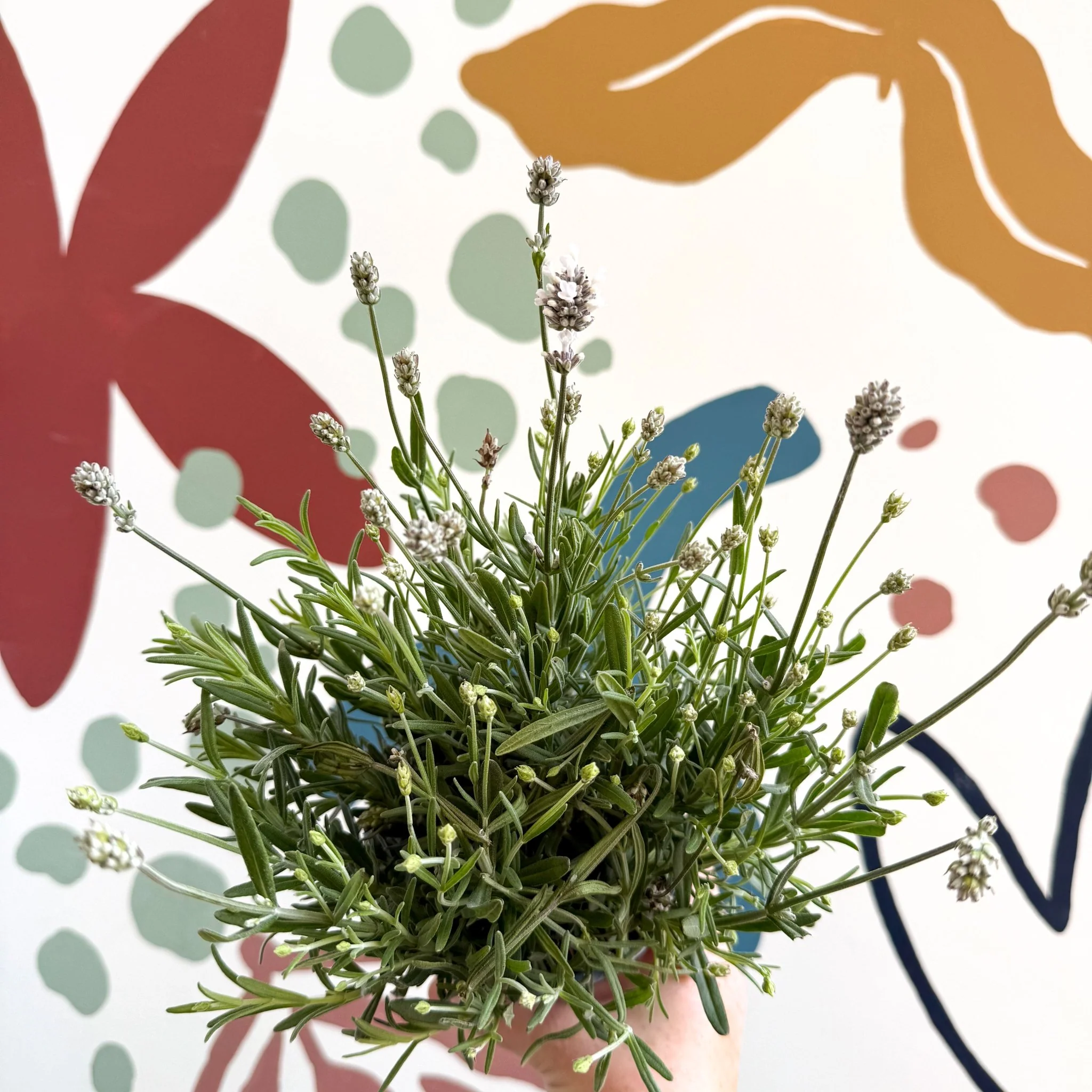 Lavandula angustifolia ‘Vincenza White’ - White English Lavender - Image 11