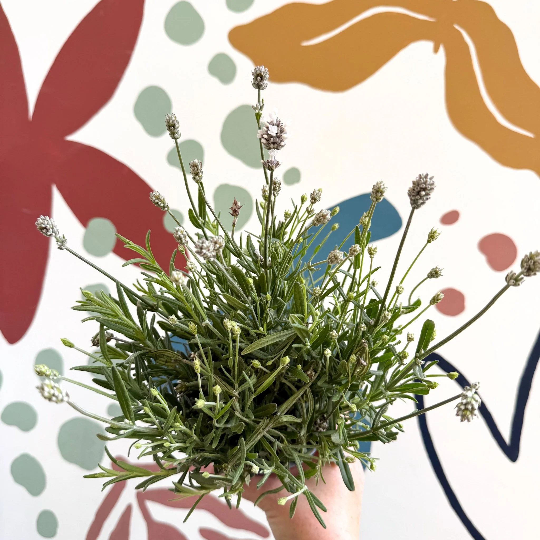 Lavandula angustifolia ‘Vincenza White’ - White English Lavender - Image 12