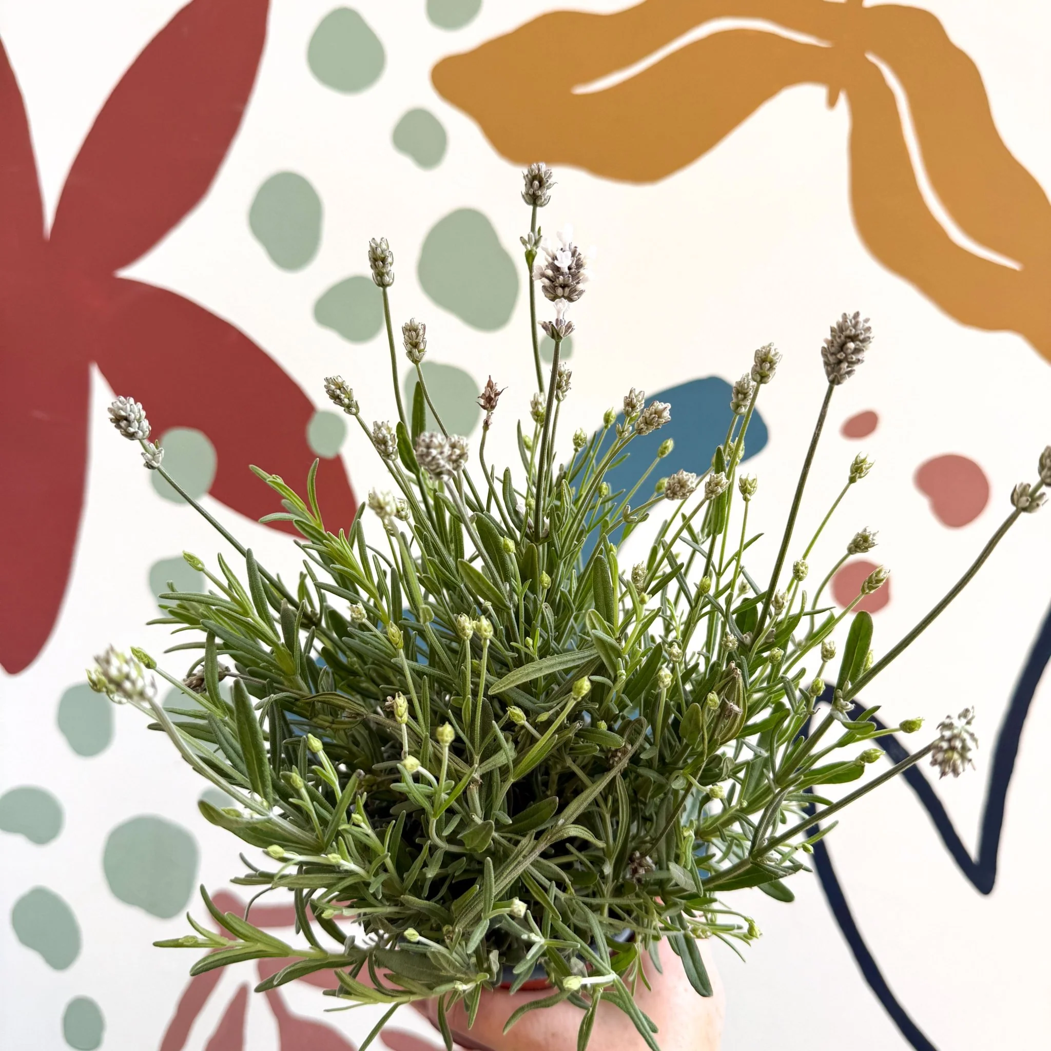 Lavandula angustifolia ‘Vincenza White’ - White English Lavender - Image 13