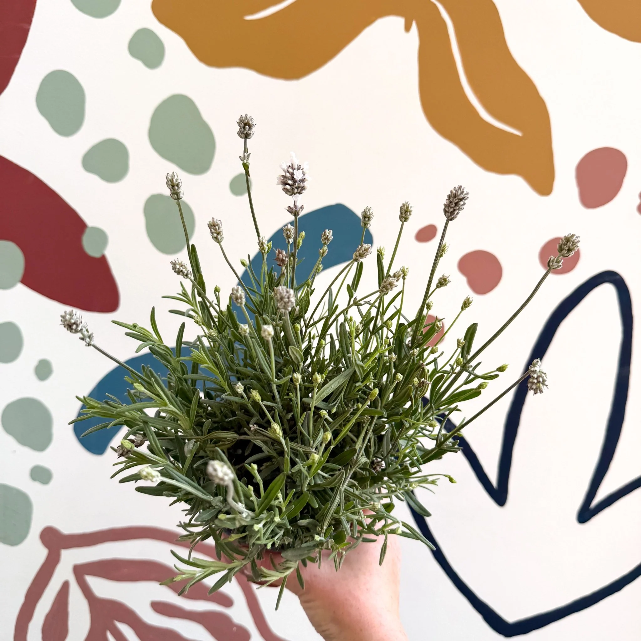 Lavandula angustifolia ‘Vincenza White’ - White English Lavender - Image 3