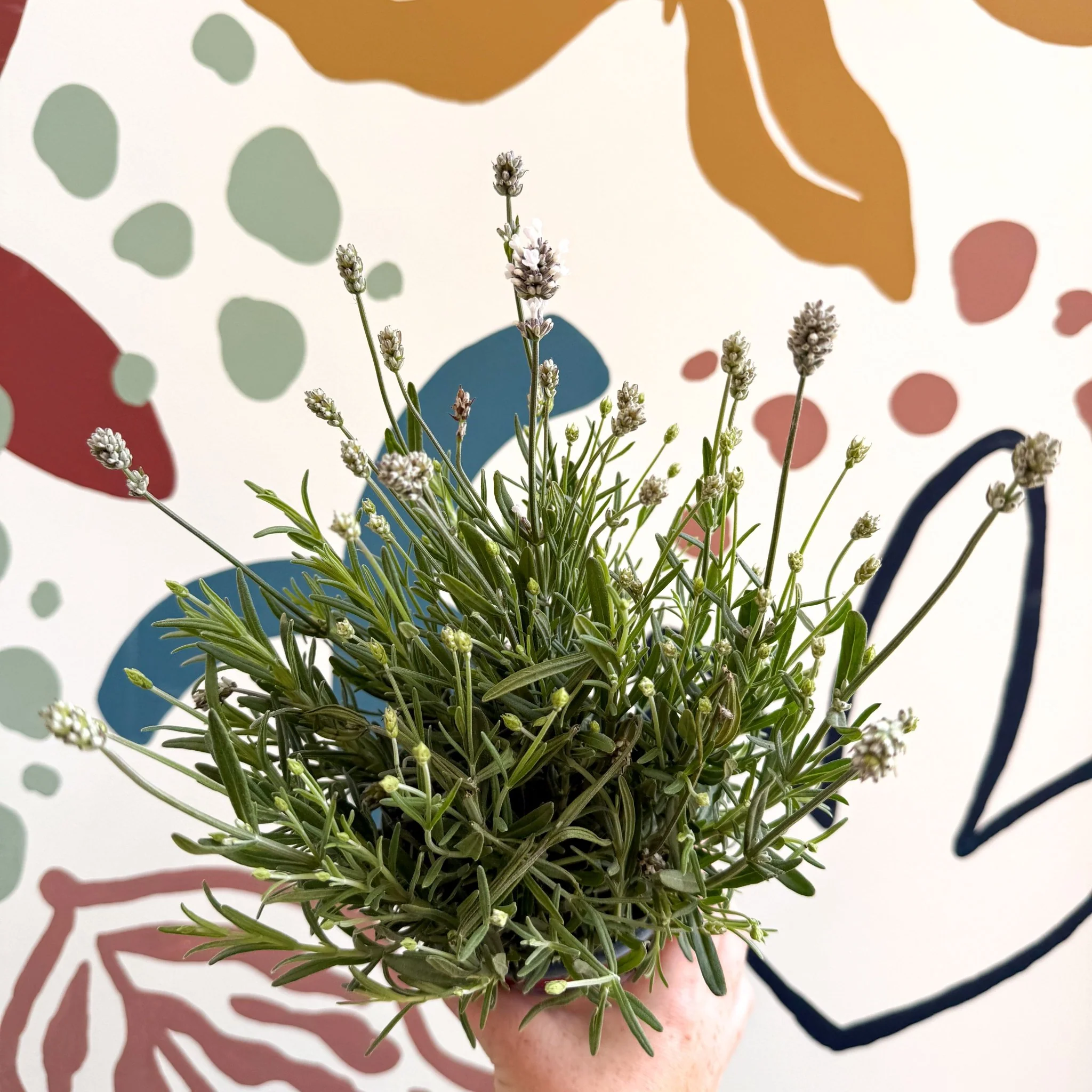 Lavandula angustifolia ‘Vincenza White’ - White English Lavender - Image 9