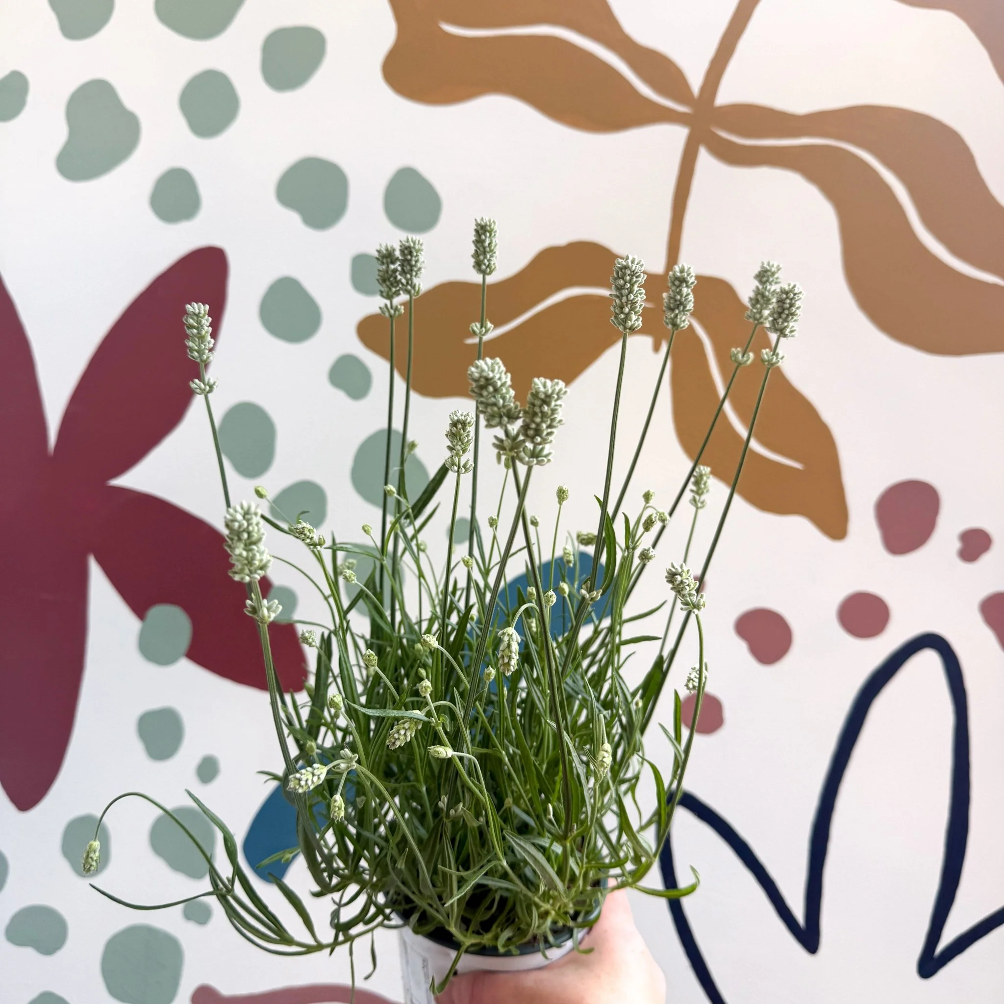 Lavandula × intermedia 'Edelweiss' - White English Lavender - Image 2