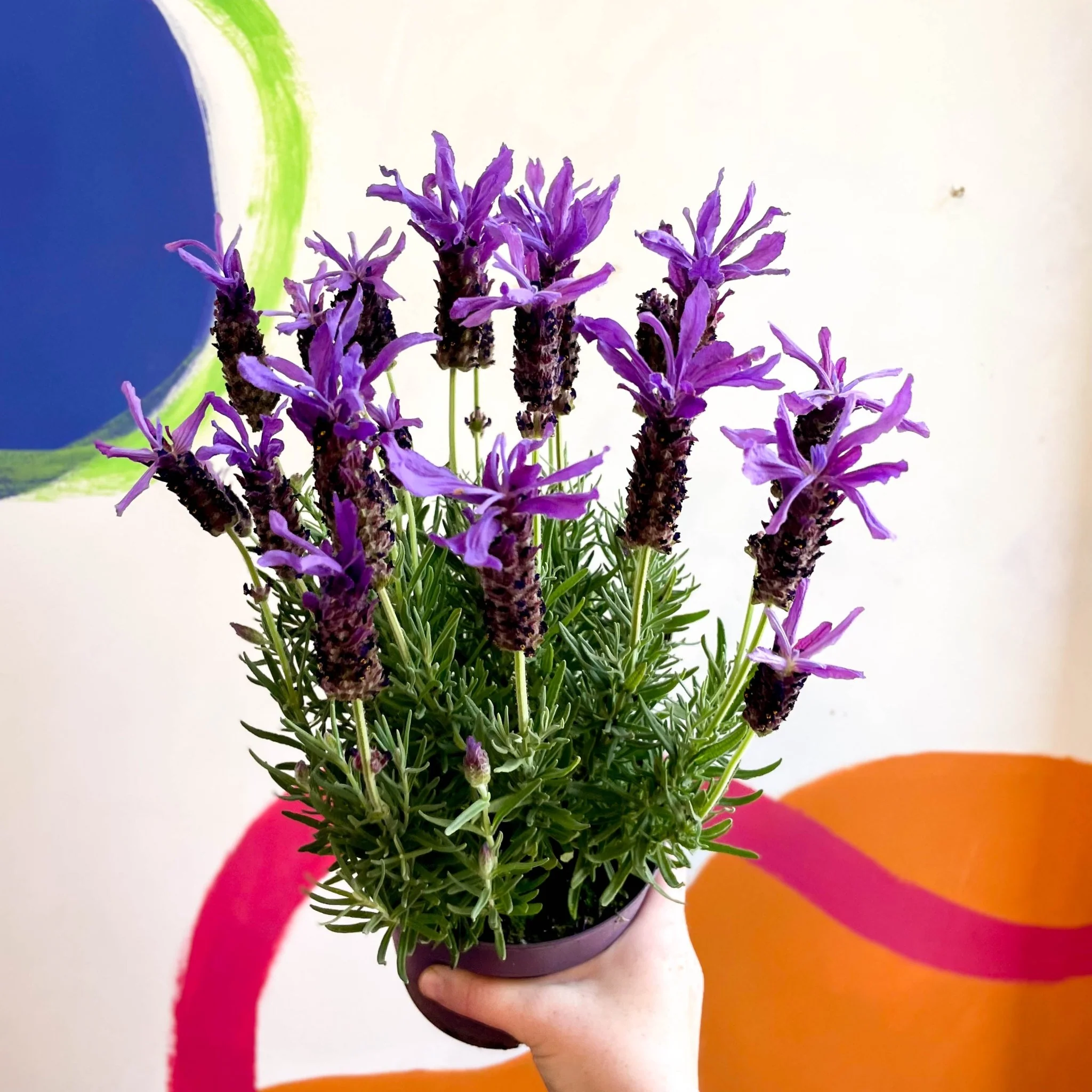 Lavandula stoechas 'Purple Flame' - French Lavender