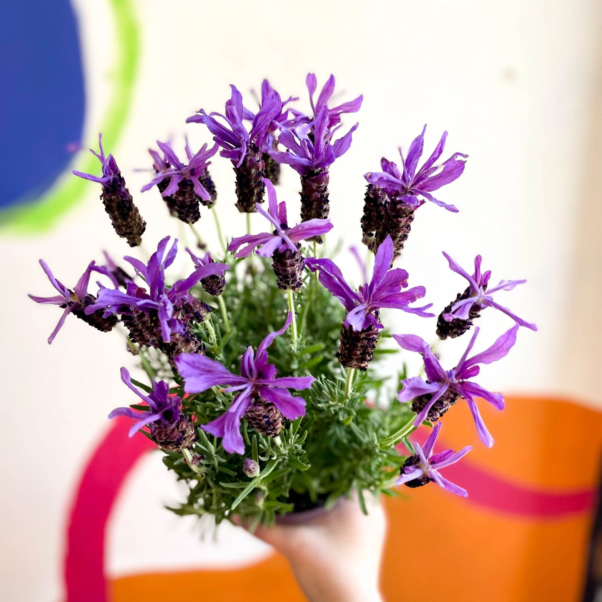 Lavandula stoechas 'Purple Flame' - French Lavender - Image 2