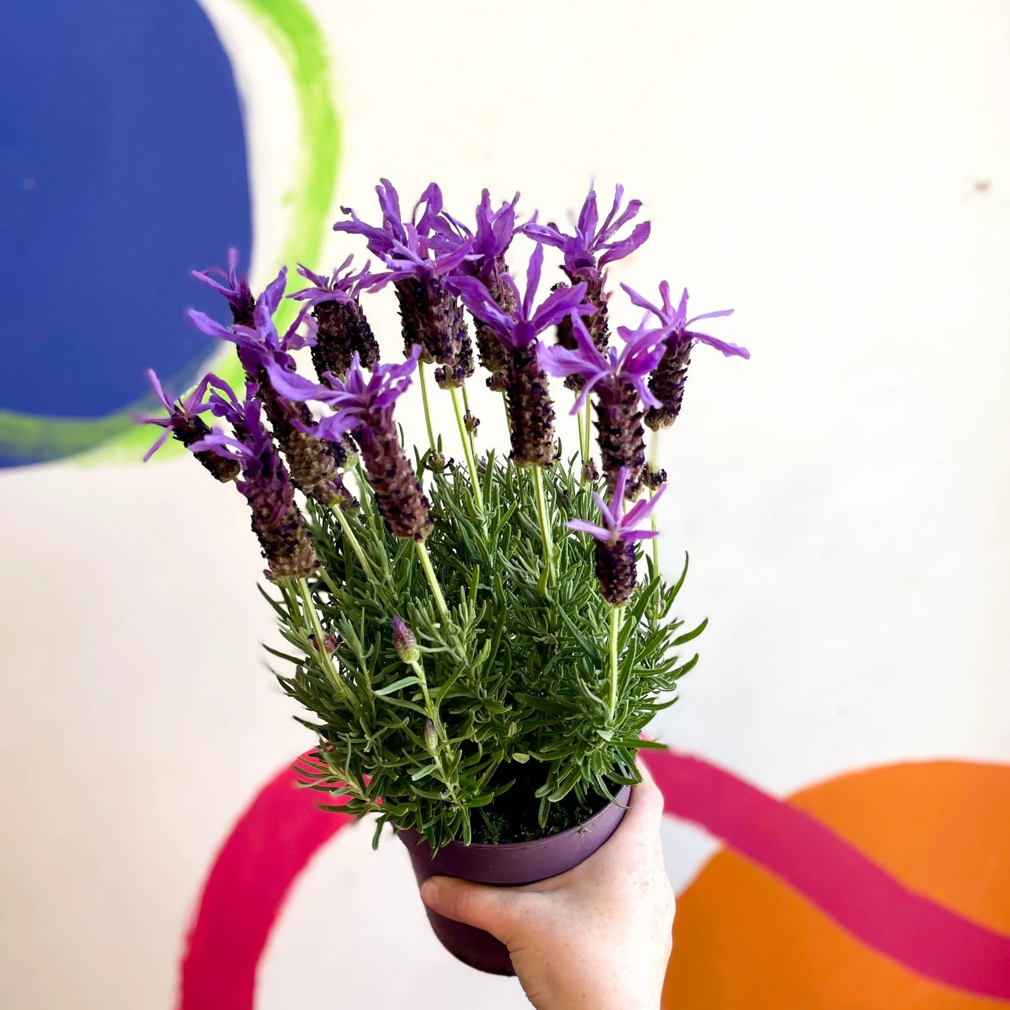 Lavandula stoechas 'Purple Flame' - French Lavender - Image 3