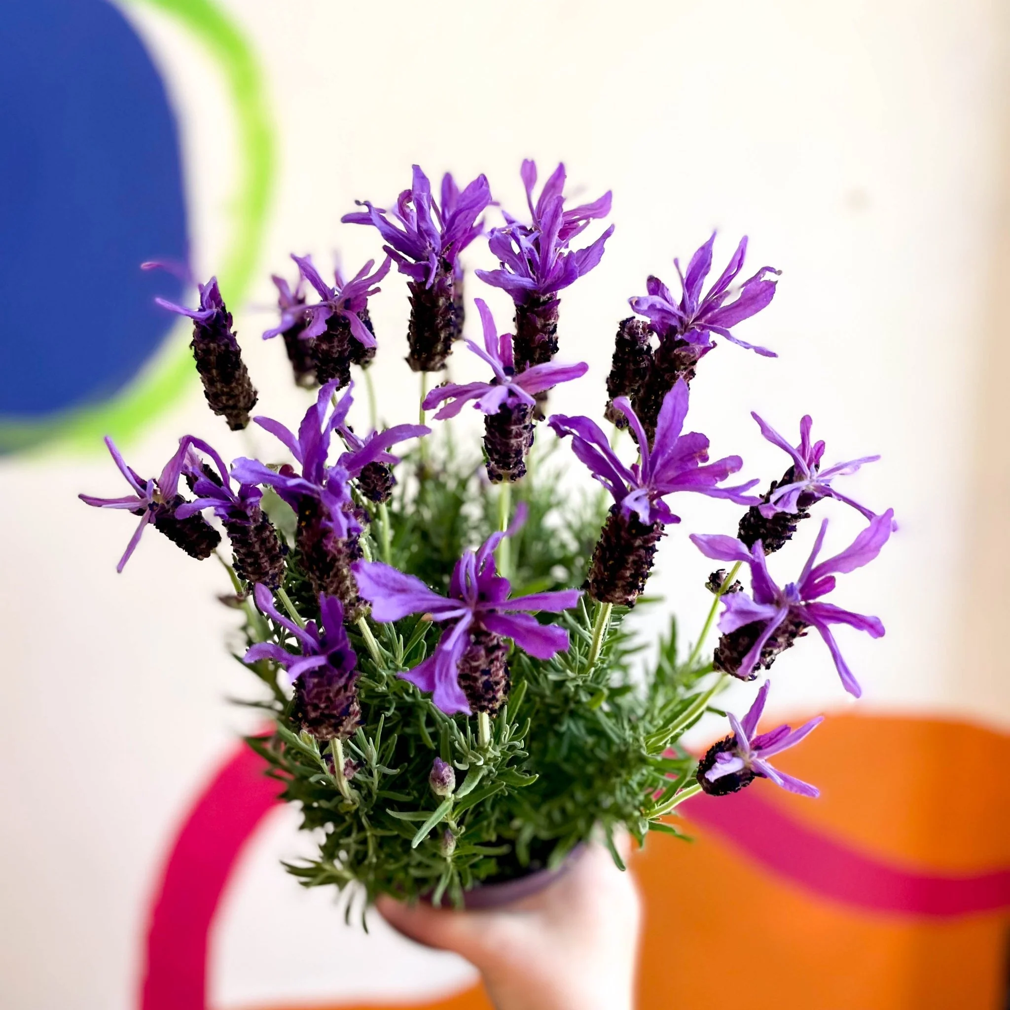 Lavandula stoechas 'Purple Flame' - French Lavender - Image 4