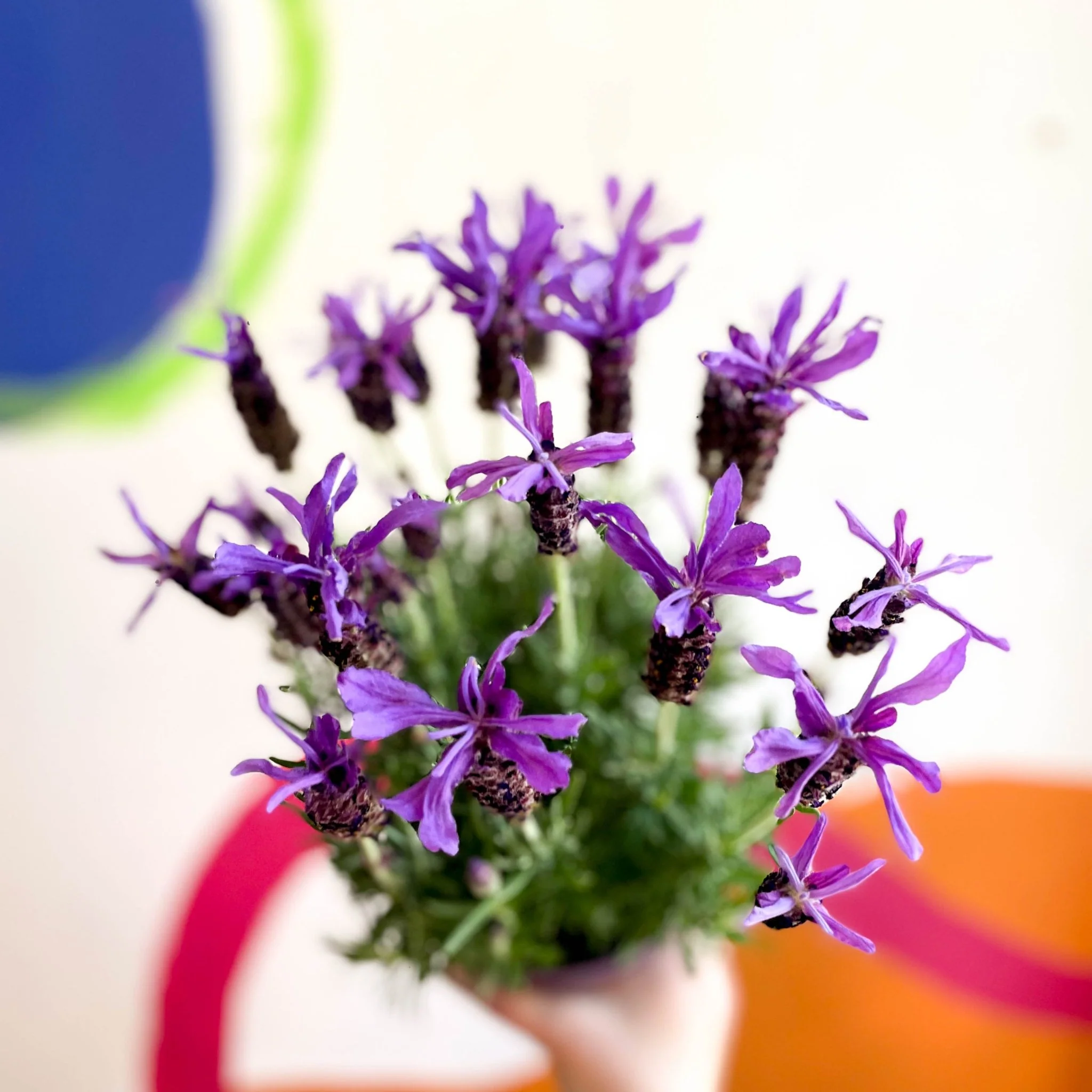 Lavandula stoechas 'Purple Flame' - French Lavender - Image 5
