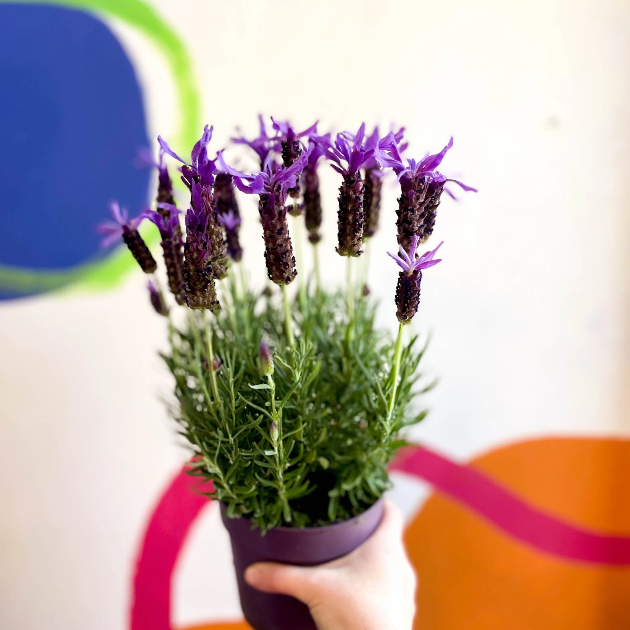 Lavandula stoechas 'Purple Flame' - French Lavender - Image 6