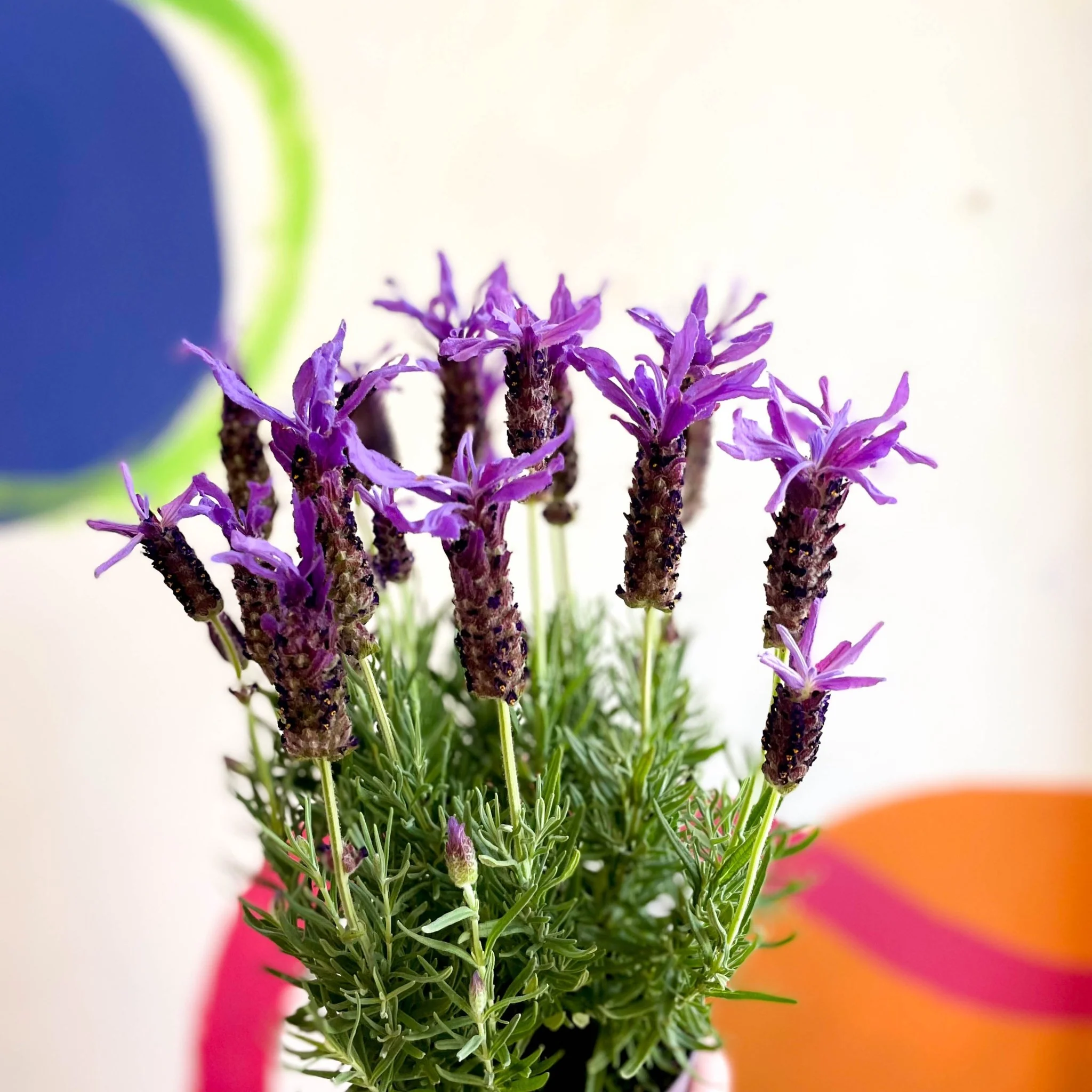 Lavandula stoechas 'Purple Flame' - French Lavender - Image 7