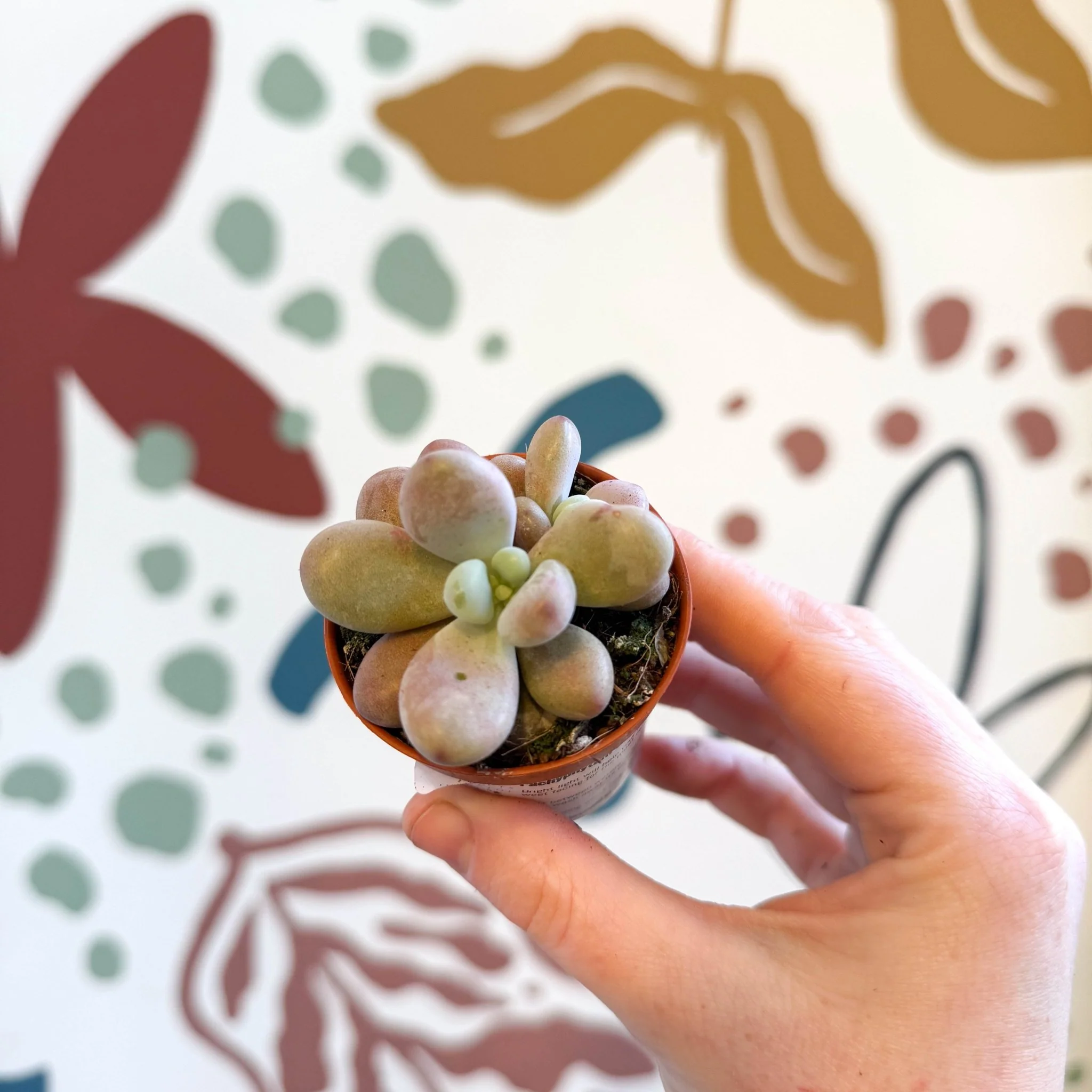 Pachyphytum oviferum ‘Momobijin’ - Lavender Moonstone
