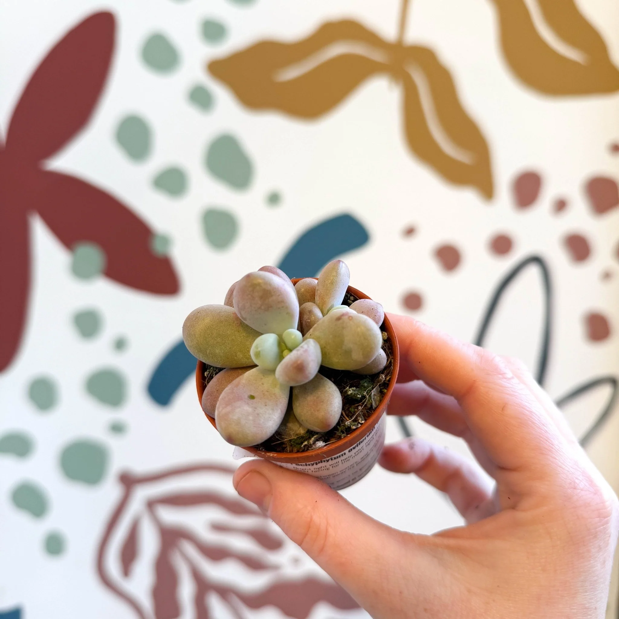Pachyphytum oviferum ‘Momobijin’ - Lavender Moonstone - Image 13