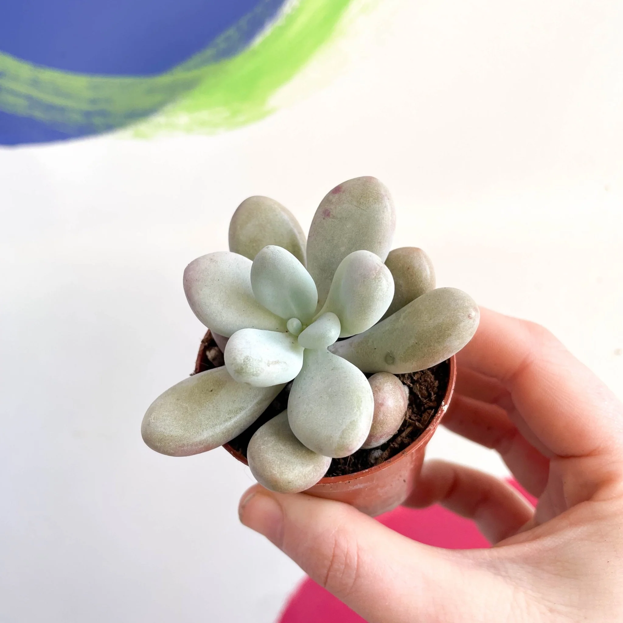 Pachyphytum oviferum ‘Momobijin’ - Lavender Moonstone - Image 2