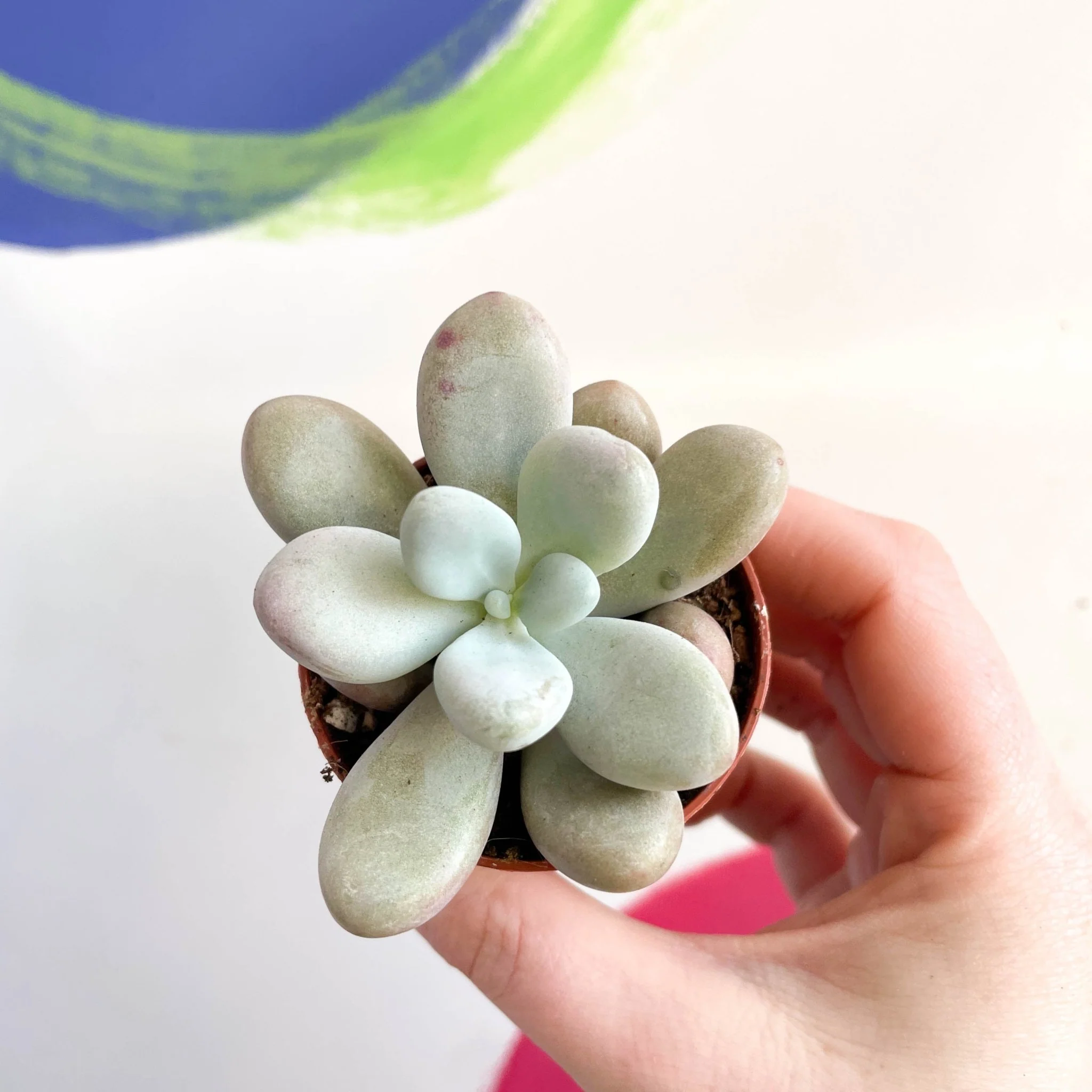 Pachyphytum oviferum ‘Momobijin’ - Lavender Moonstone - Image 3