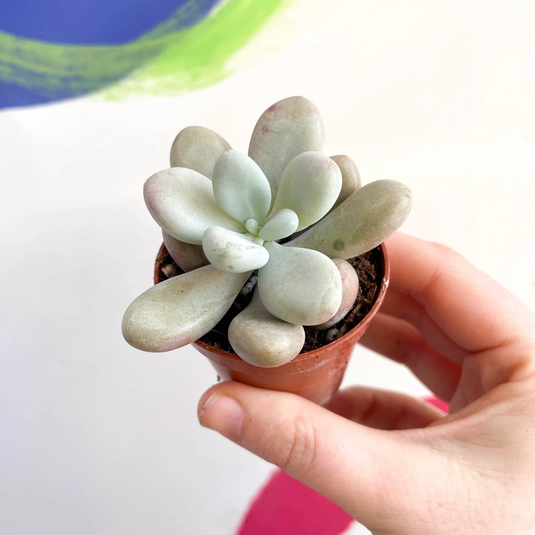 Pachyphytum oviferum ‘Momobijin’ - Lavender Moonstone - Image 4