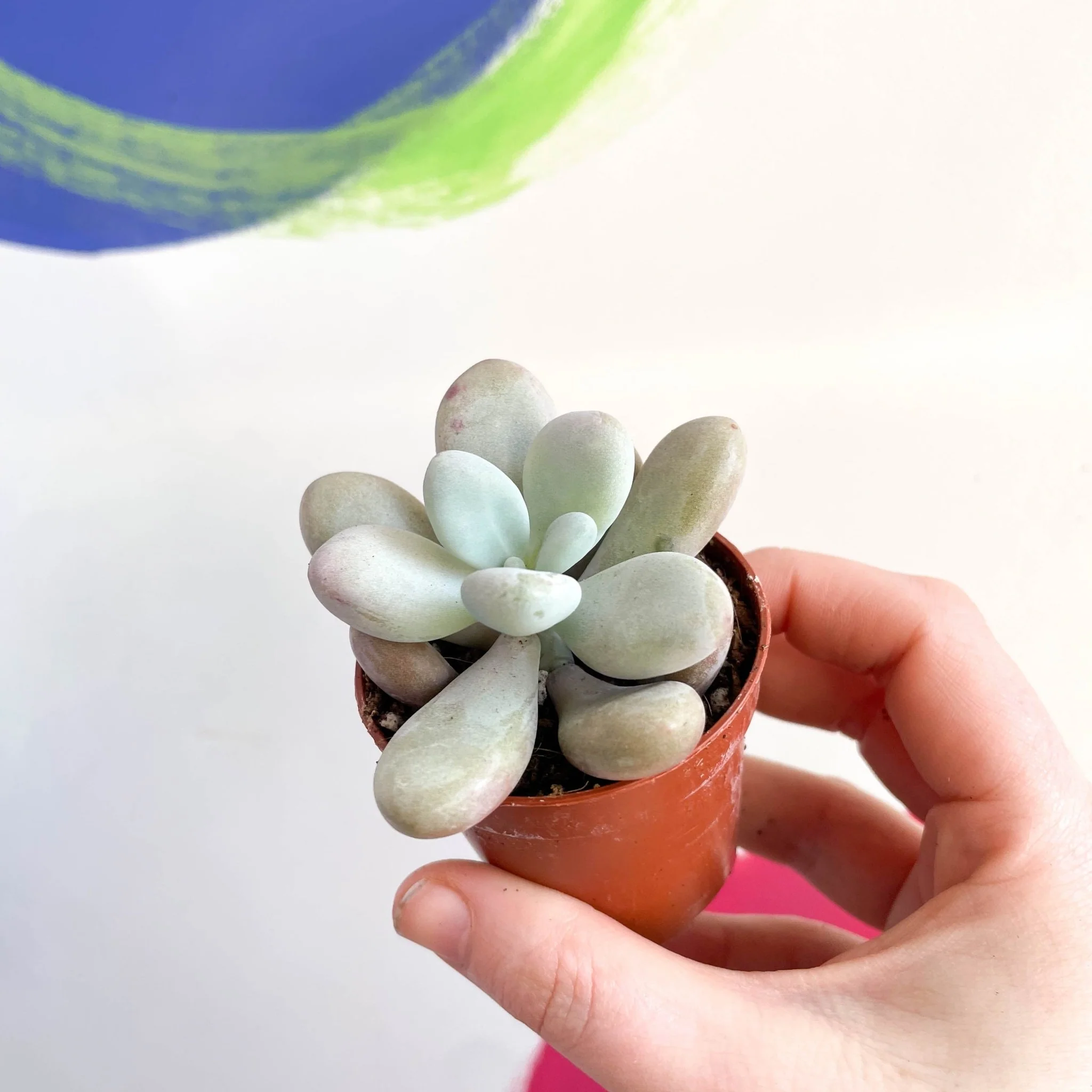Pachyphytum oviferum ‘Momobijin’ - Lavender Moonstone - Image 5