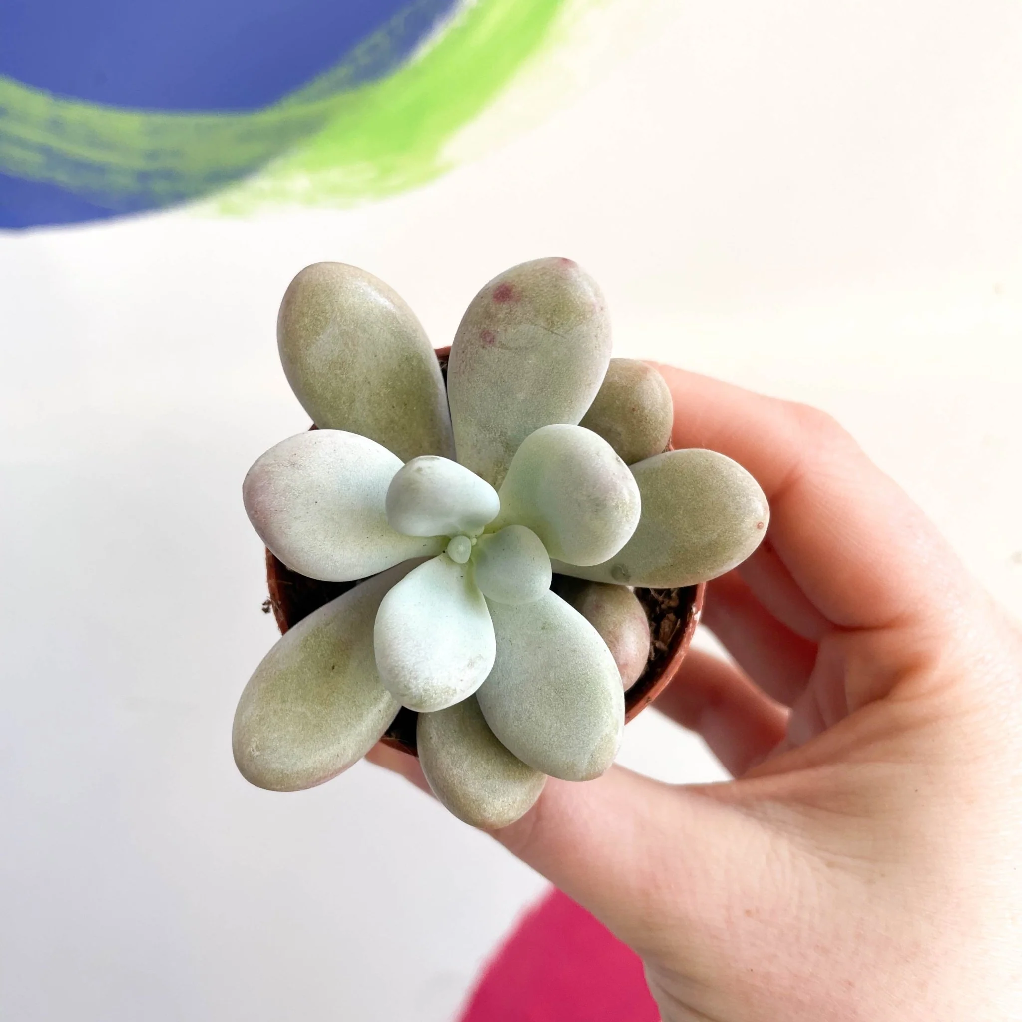 Pachyphytum oviferum ‘Momobijin’ - Lavender Moonstone - Image 6