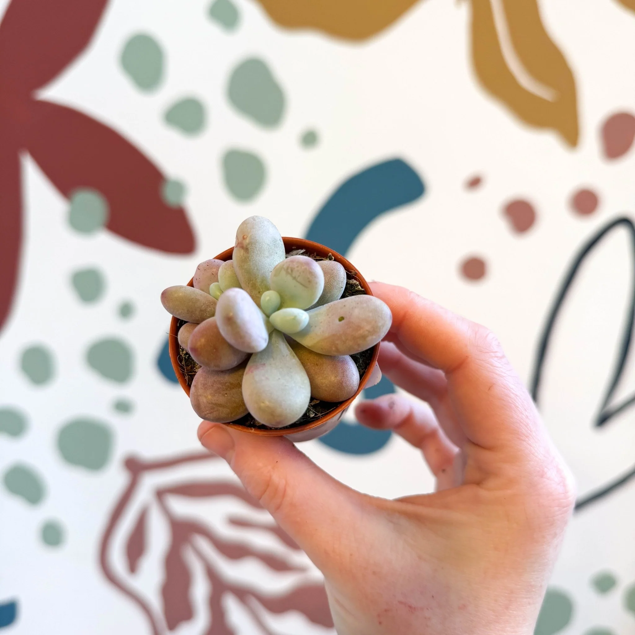 Pachyphytum oviferum ‘Momobijin’ - Lavender Moonstone - Image 7