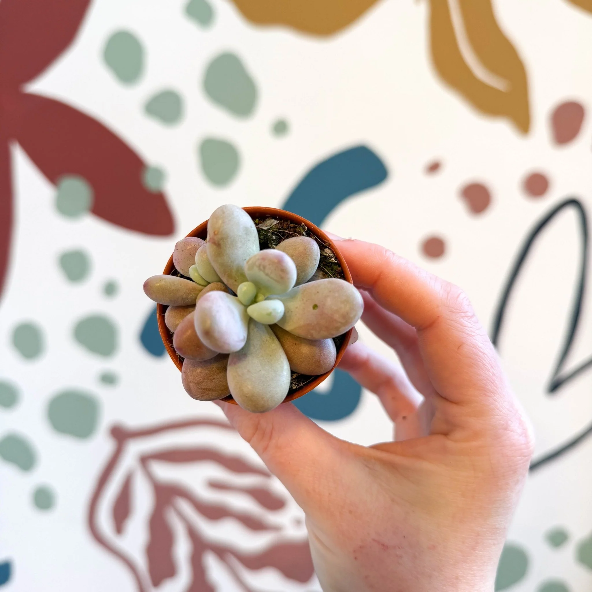 Pachyphytum oviferum ‘Momobijin’ - Lavender Moonstone - Image 8