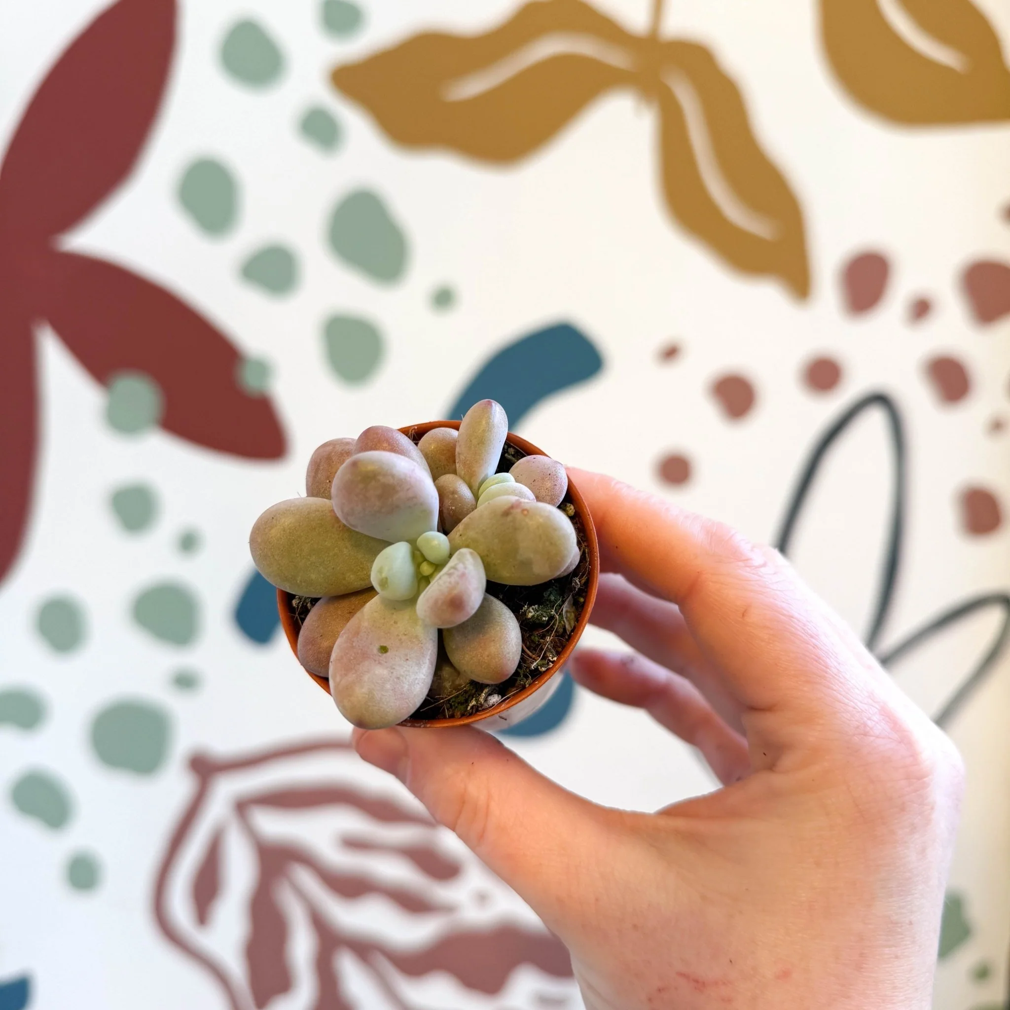 Pachyphytum oviferum ‘Momobijin’ - Lavender Moonstone - Image 9