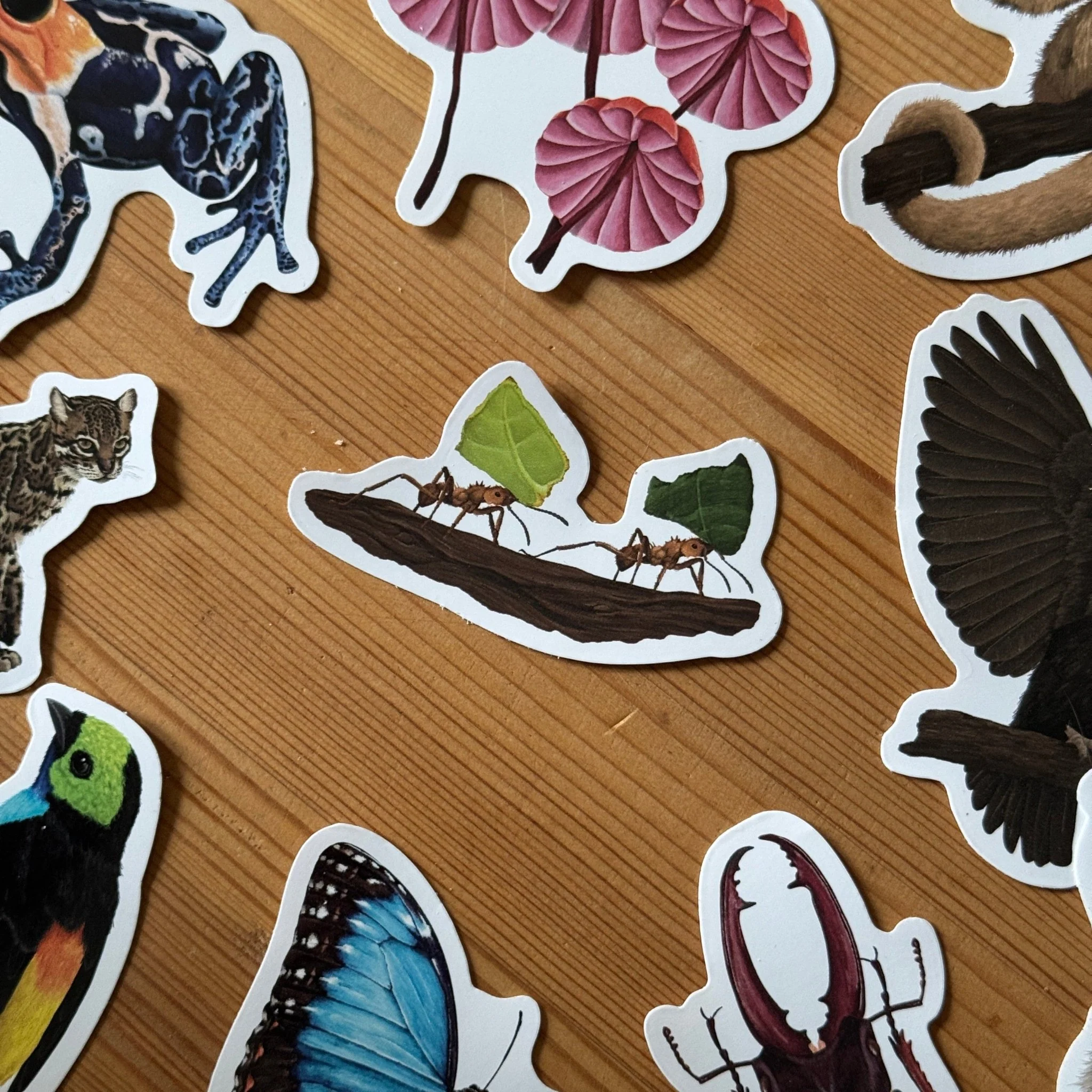 Leafcutter Ant Amazon Wildlife Vinyl Sticker [Beneath the Canopy RHS Collab] - Image 3